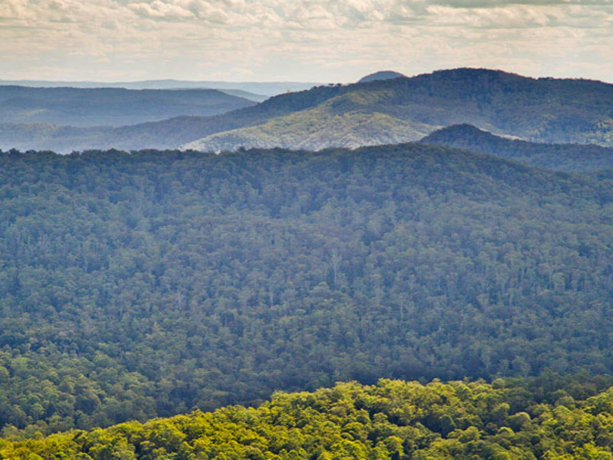 Murray Scrub lookout, Toonumbar National Park. Photo: R Ashdown/NSW Government