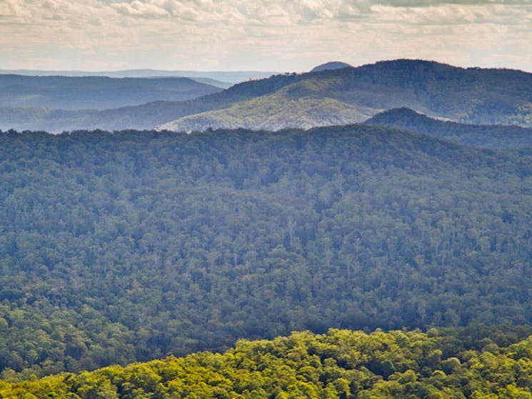 Murray Scrub lookout, Toonumbar National Park. Photo: R Ashdown/NSW Government