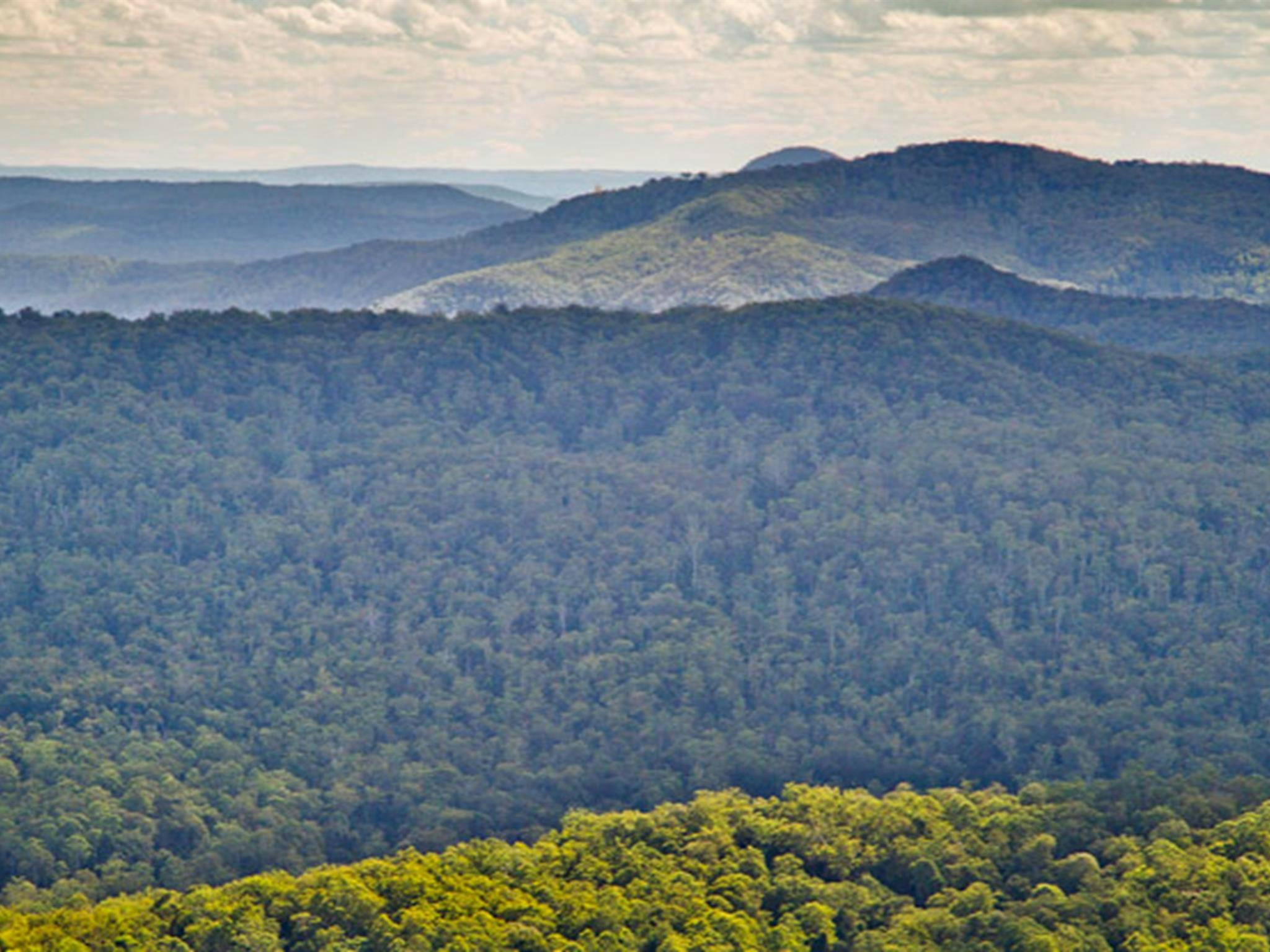 Murray Scrub lookout, Toonumbar National Park. Photo: R Ashdown/NSW Government