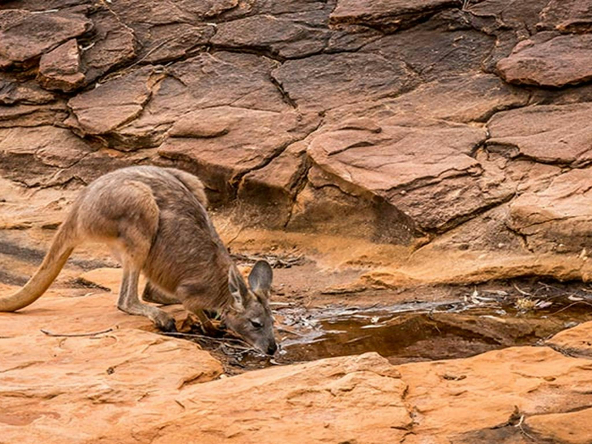 Ein Wallaby trinkt aus einem Wasserloch auf dem Wanderweg „Rock Holes Loop“ im Mutawintji-Nationalpark.