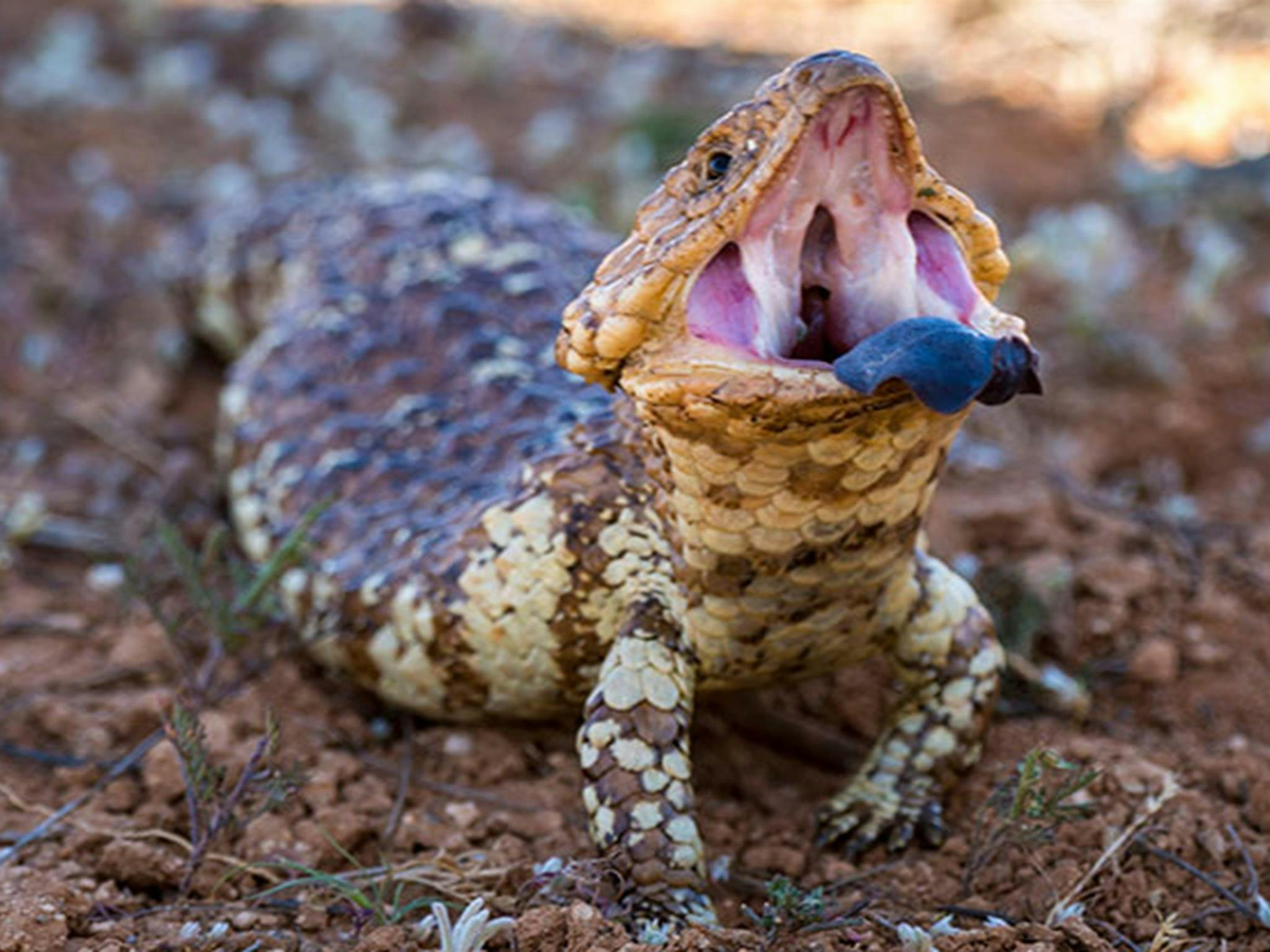 Mutawintji National Park