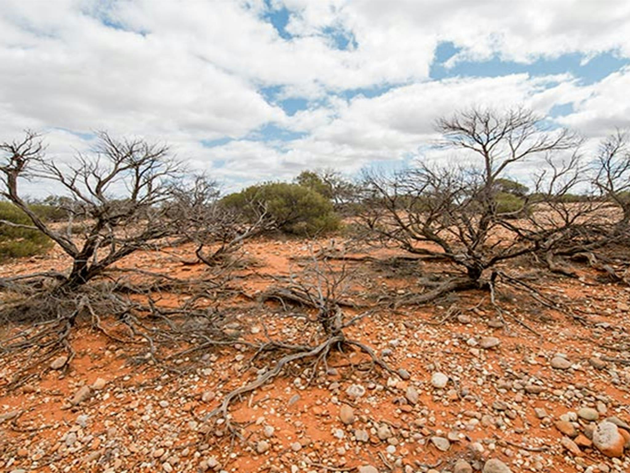 Mutawintji National Park