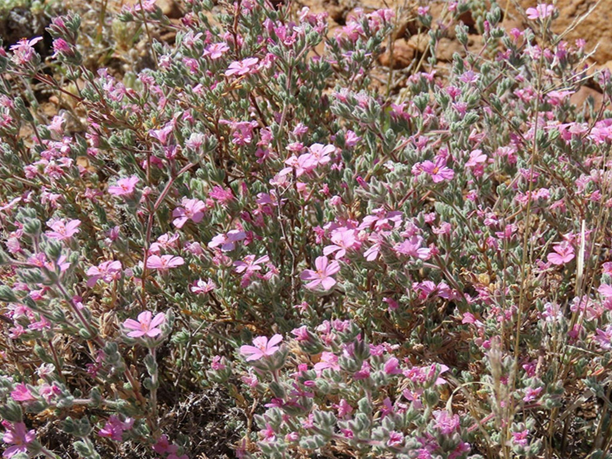 Mutawintji National Park