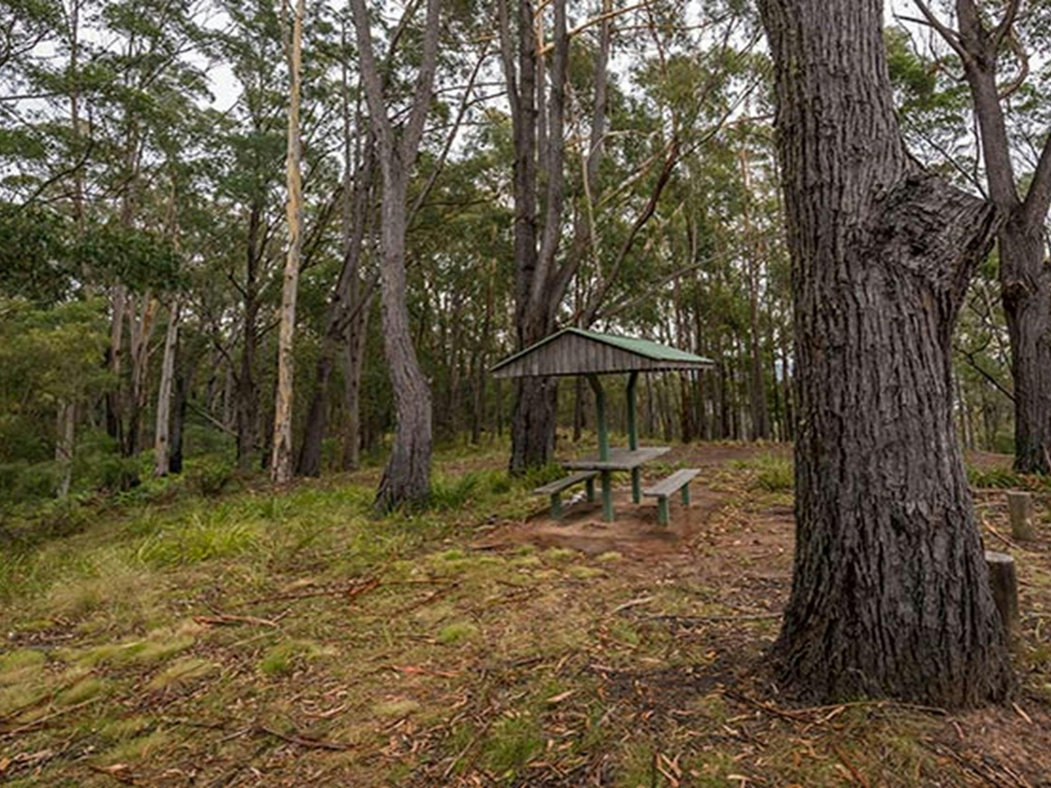 Myrtle Mountain lookout, South East Forest National Park. Photo credit: John Spencer &copy; DPIE