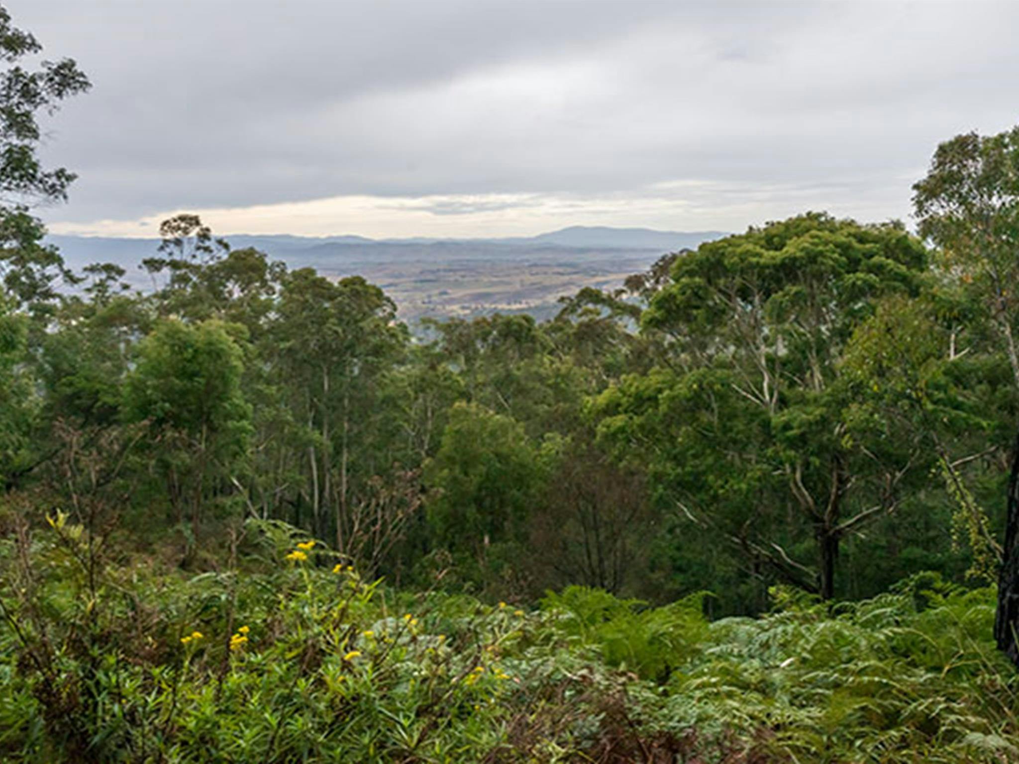 Myrtle Mountain lookout, South East Forest National Park. Photo credit: John Spencer &copy; DPIE