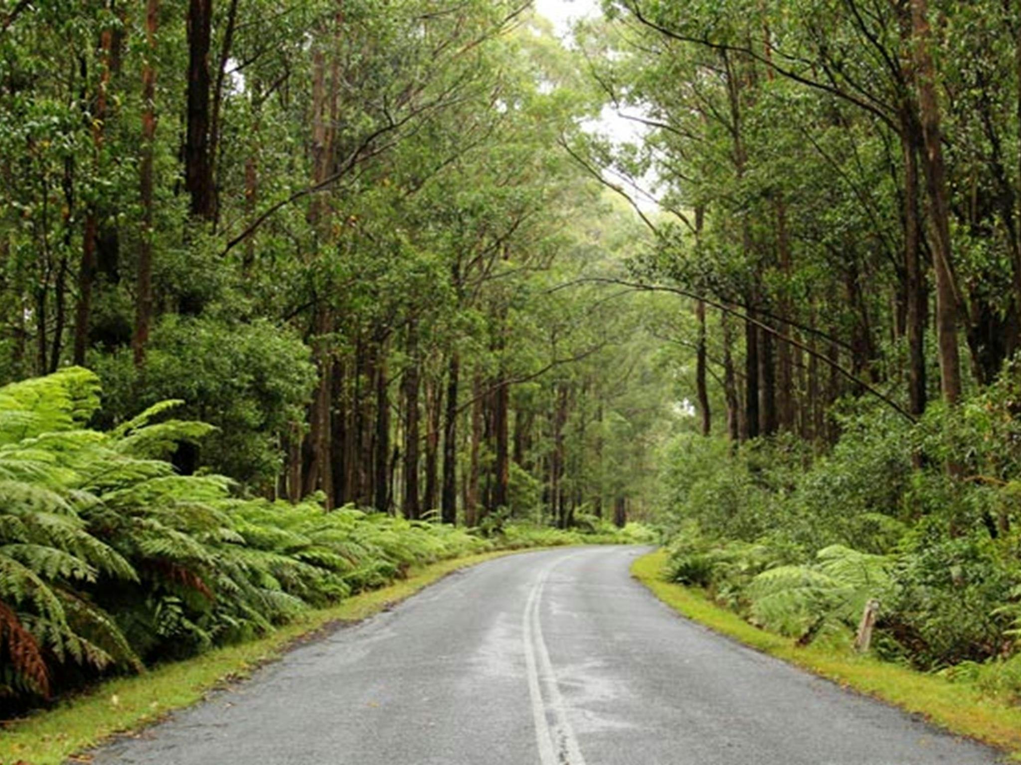 Road to Myrtle Mountain lookout, South East Forest National Park. Photo credit: John Yurasek &copy;