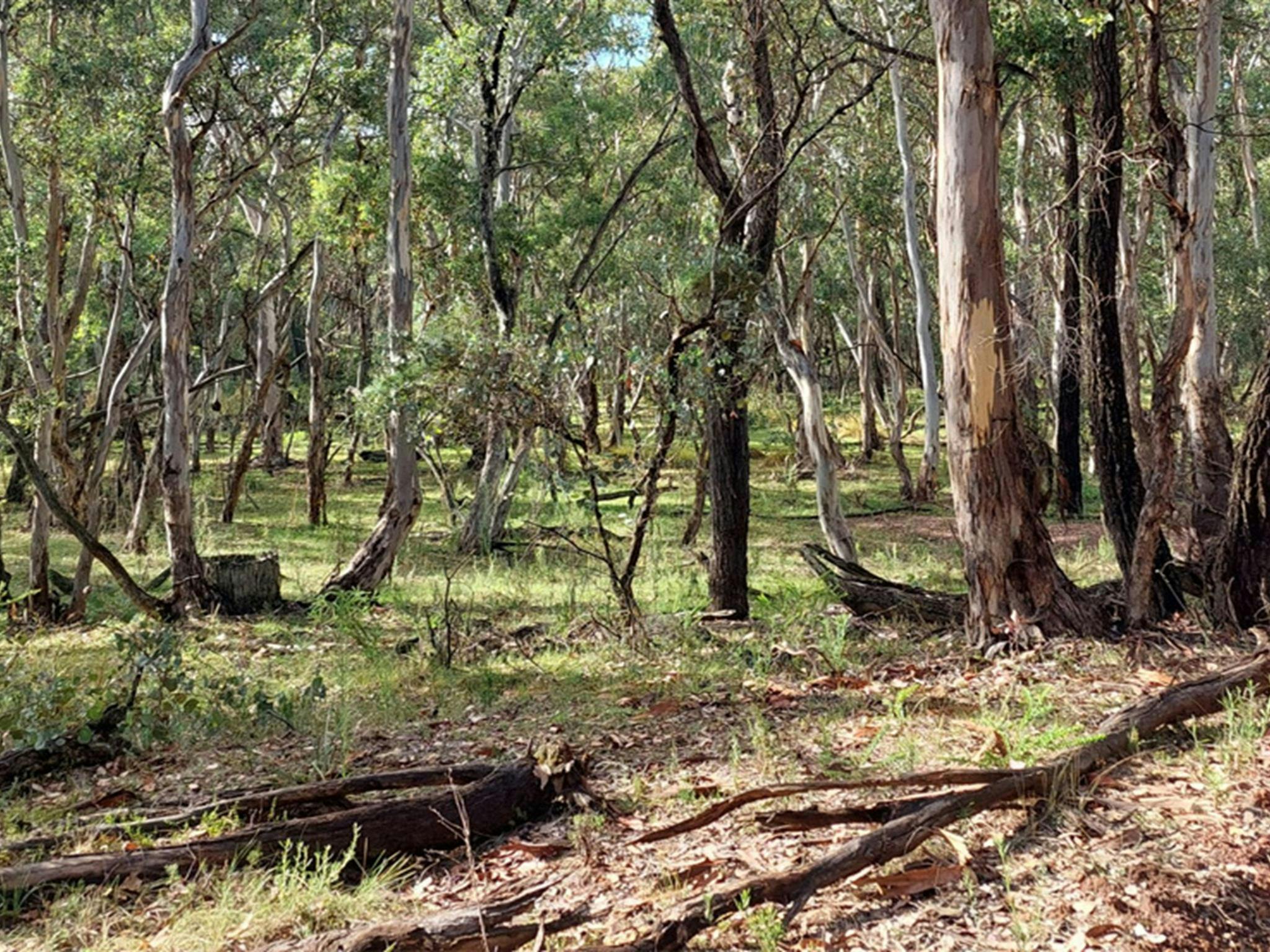 位於奧蘭治附近的南加爾國家公園的尤加利樹林。照片：Jen Dodson，© DCCEEW