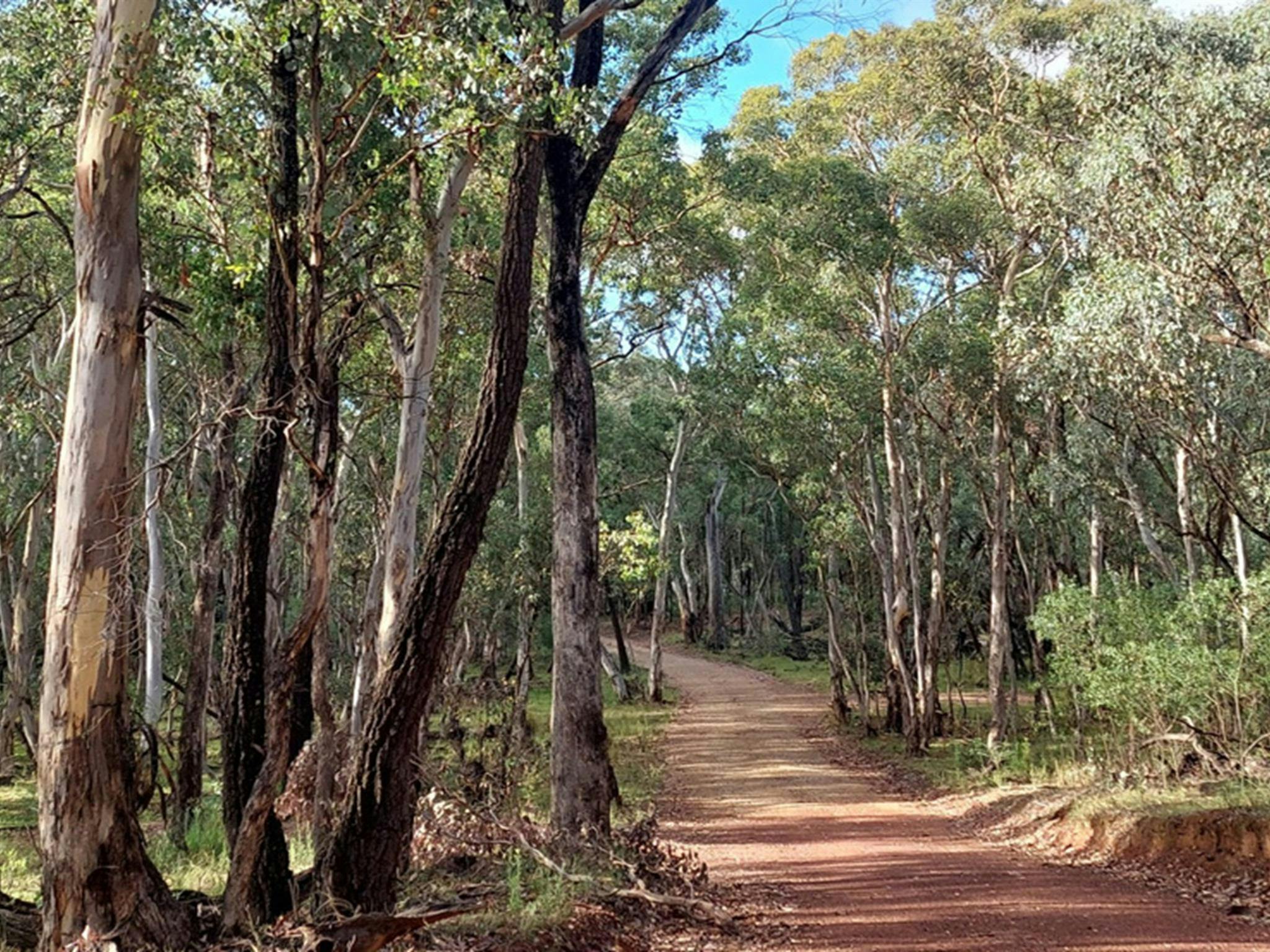 穿過尤加利樹林的步道，位於奧蘭治附近的南加爾國家公園。照片：Jen Dodson，© DCCEEW