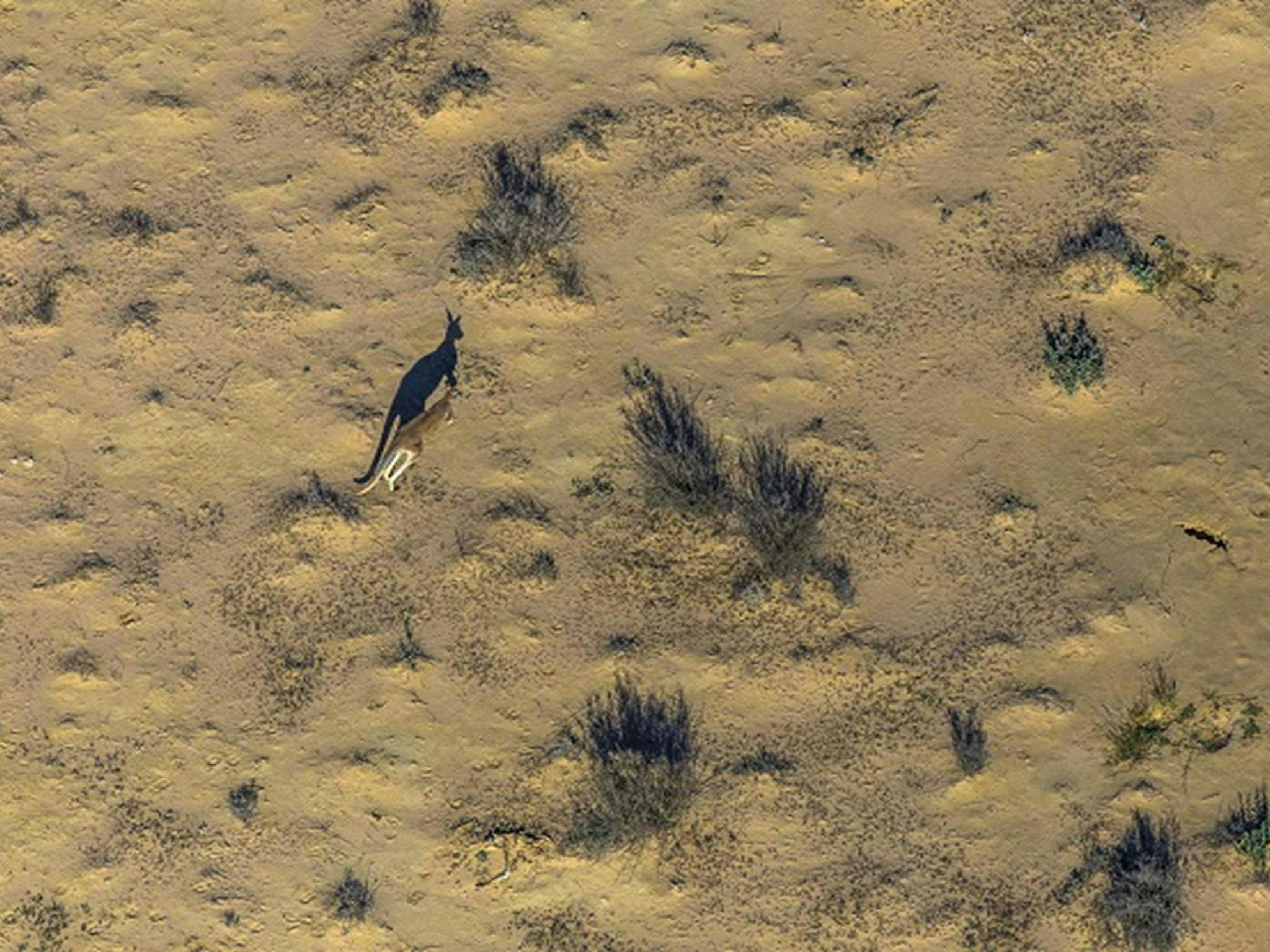 Kangaroos at Narriearra Station, Narriearra Caryapundy Swamp National Park. Photo: Joshua Smith