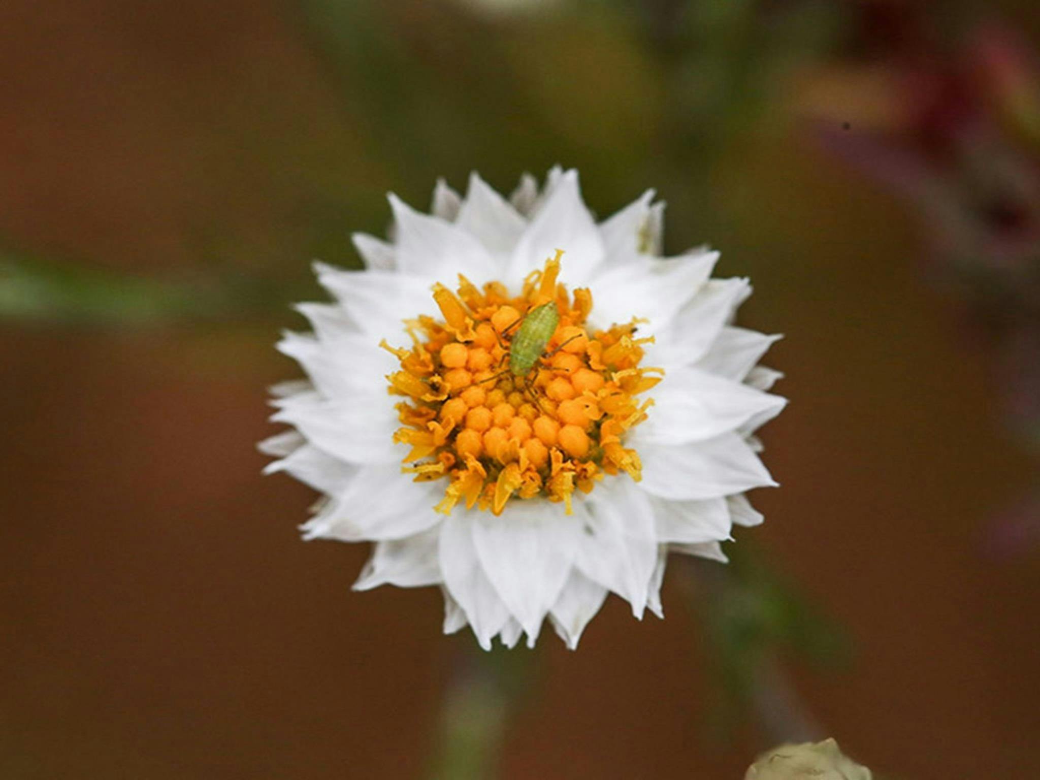 A wild daisy in Narriearra Caryapundy Swamp National Park. Credit: Courtney Davies &copy; DCCEEW