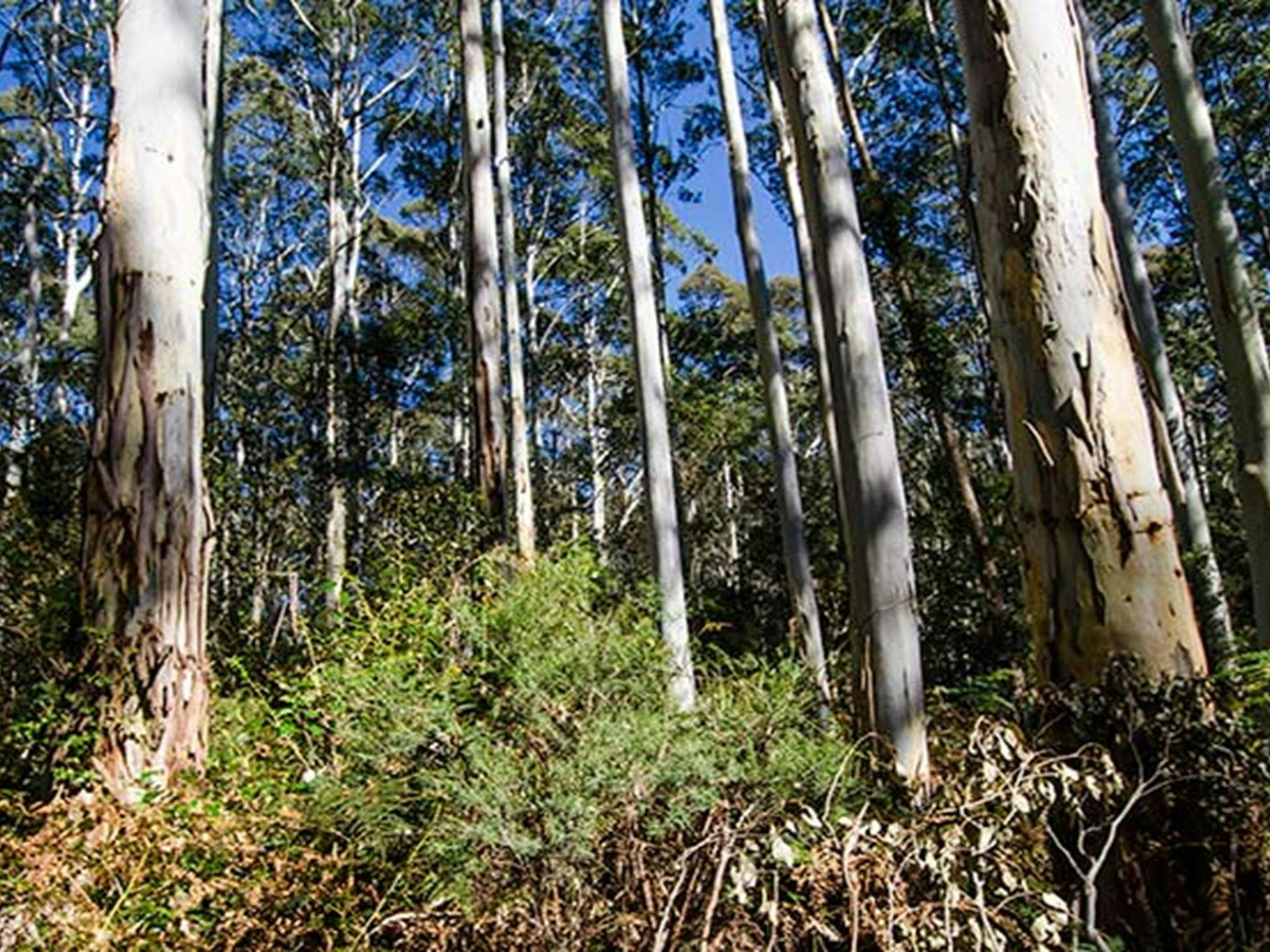 Nattai National Park