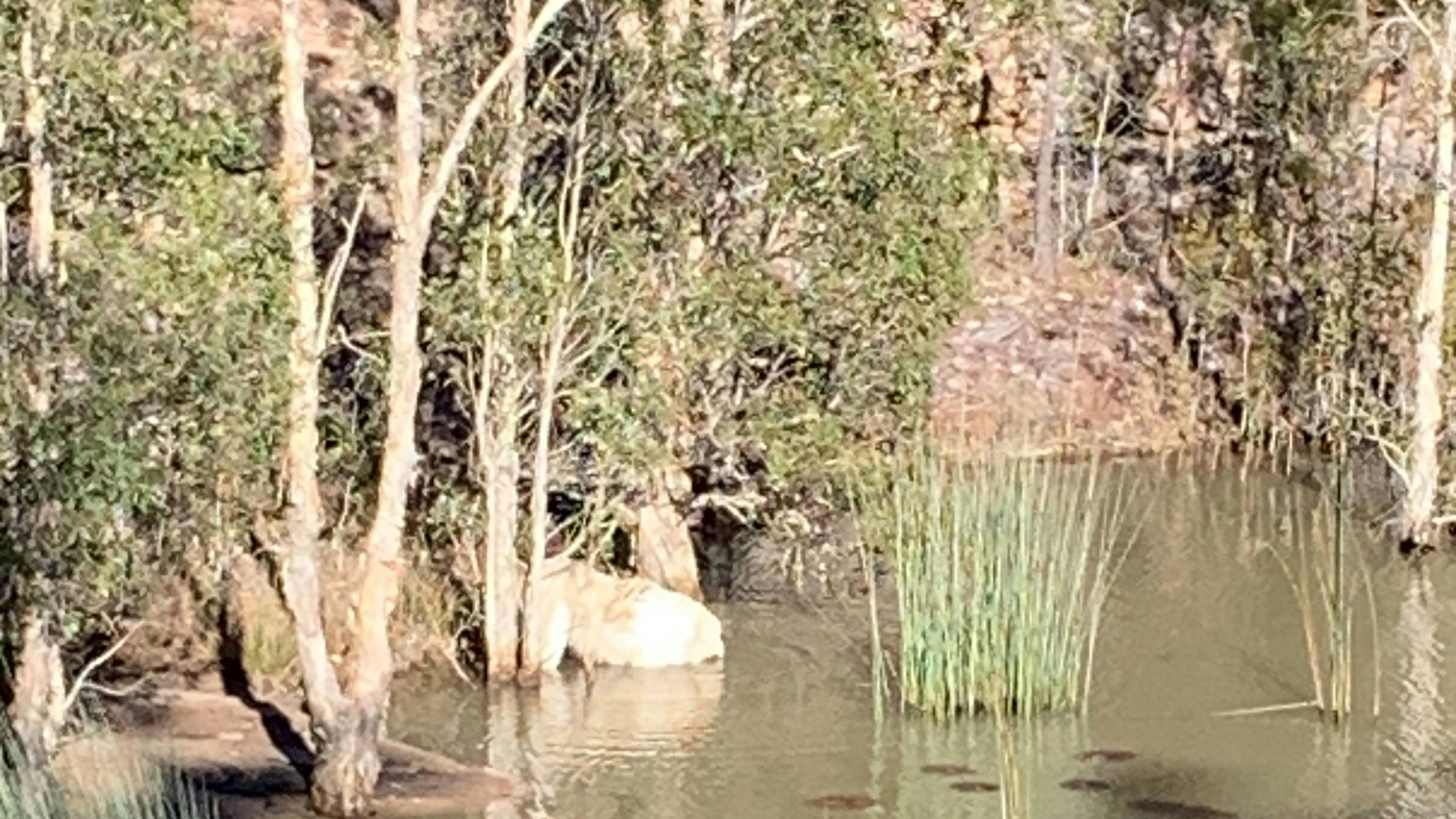 Nature’s Retreat