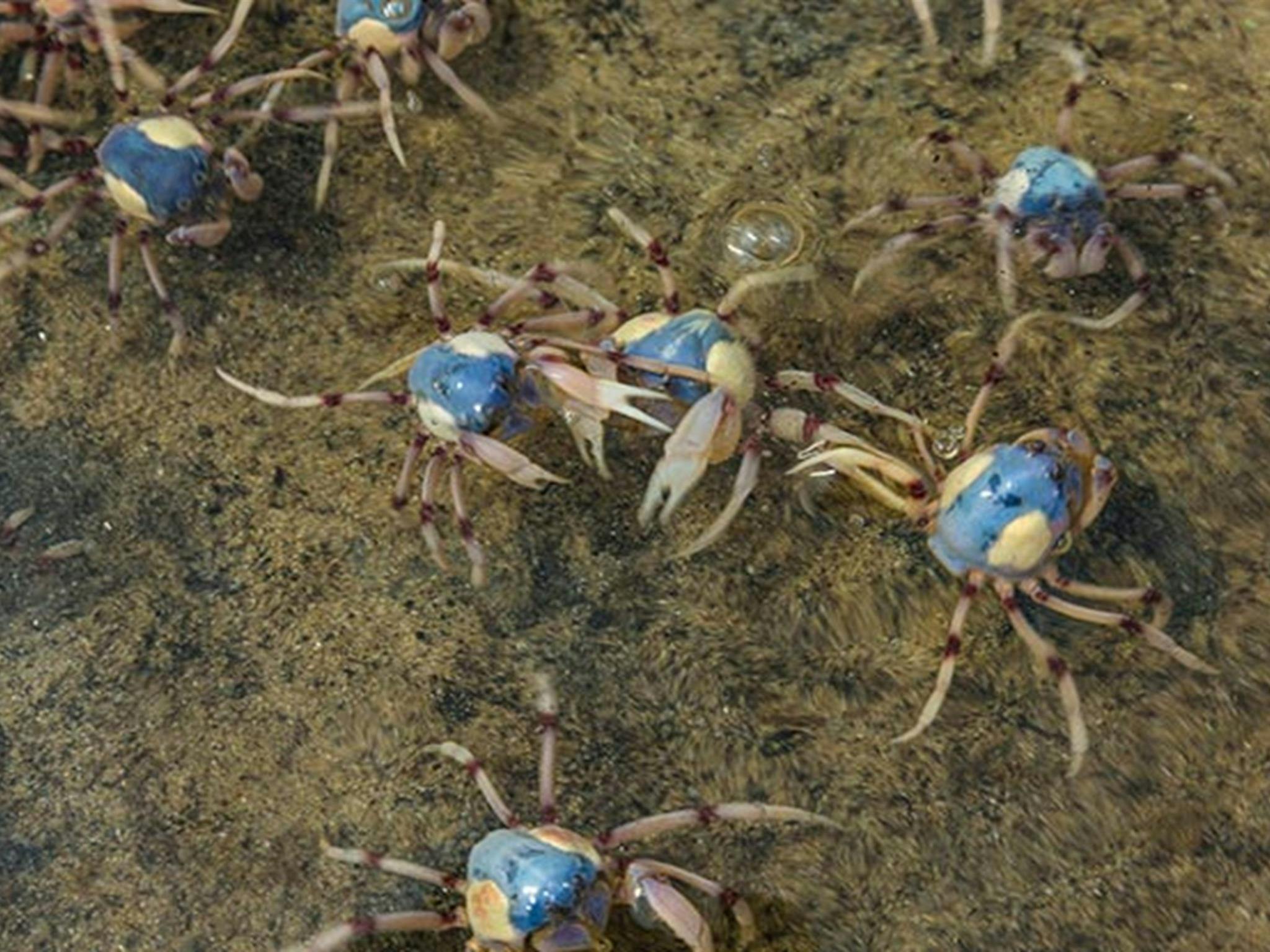 Soldier crabs at Nelson Lagoon. Photo: David Finnegan &copy; OEH
