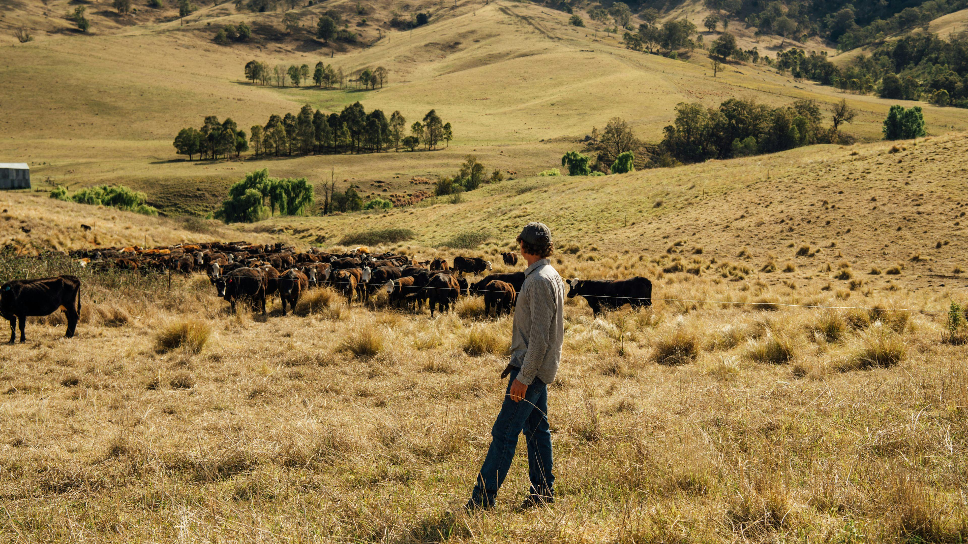 Peter calling his cattle. He had a lot of knowledge to share about sustainable and regenerative grazing techniques.
