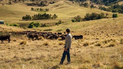Peter calling his cattle. He had a lot of knowledge to share about sustainable and regenerative grazing techniques.