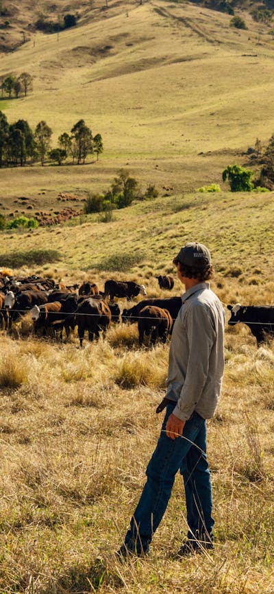 Peter calling his cattle. He had a lot of knowledge to share about sustainable and regenerative grazing techniques.