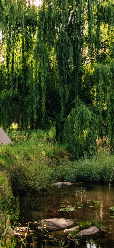 Our creek side campsite underneath the willows.