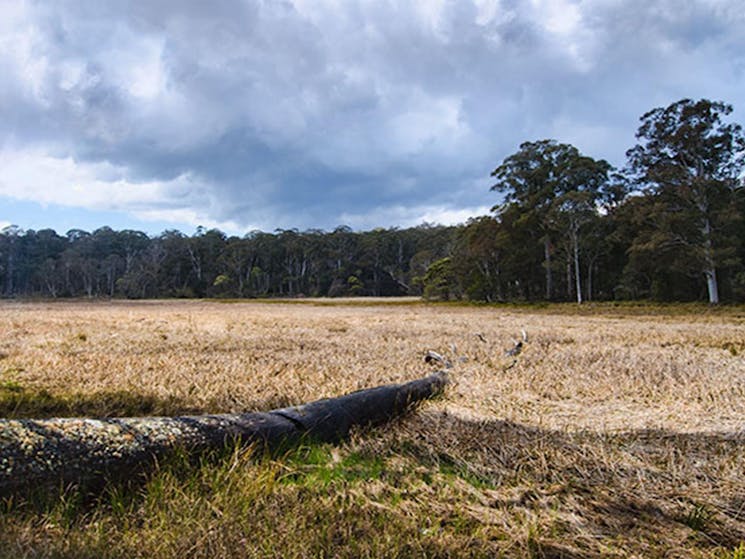 Mummel Gulf National Park, New Country Swamp. Photo: John Spencer/NSW Government