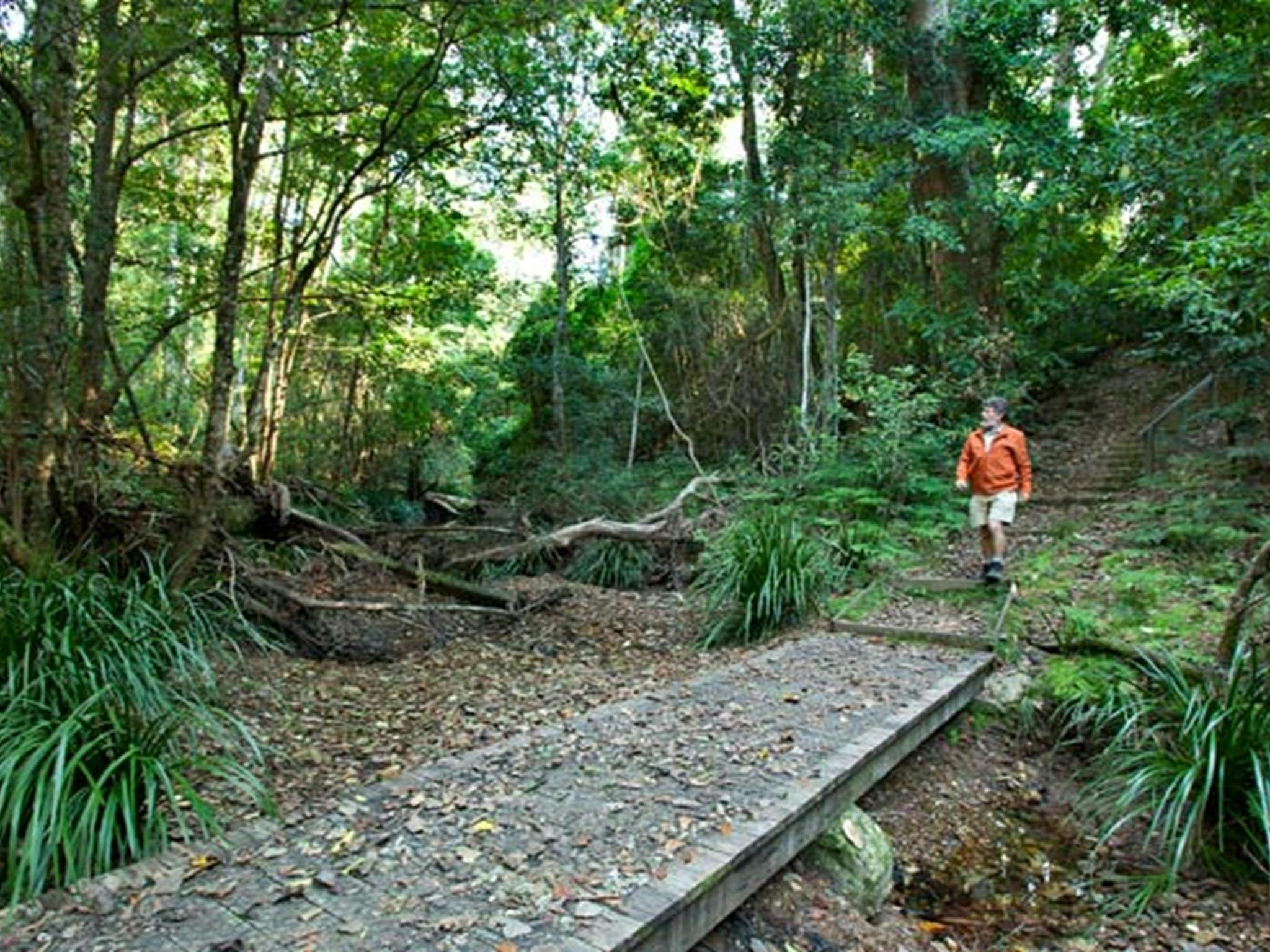 Picknickplatz Cedar Park, Naturschutzgebiet Ngambaa. Foto: Robert Cleary © DPIE