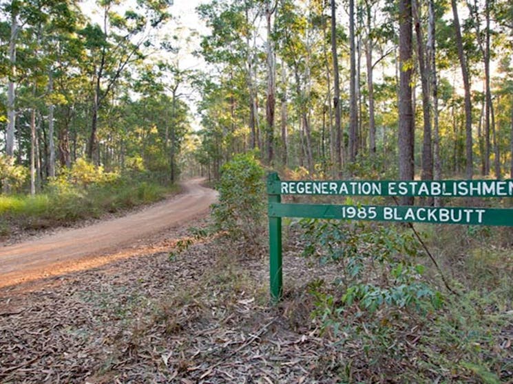 Tamban Forest drive, Ngambaa Nature Reserve. Photo: Robert Cleary &copy; DPIE