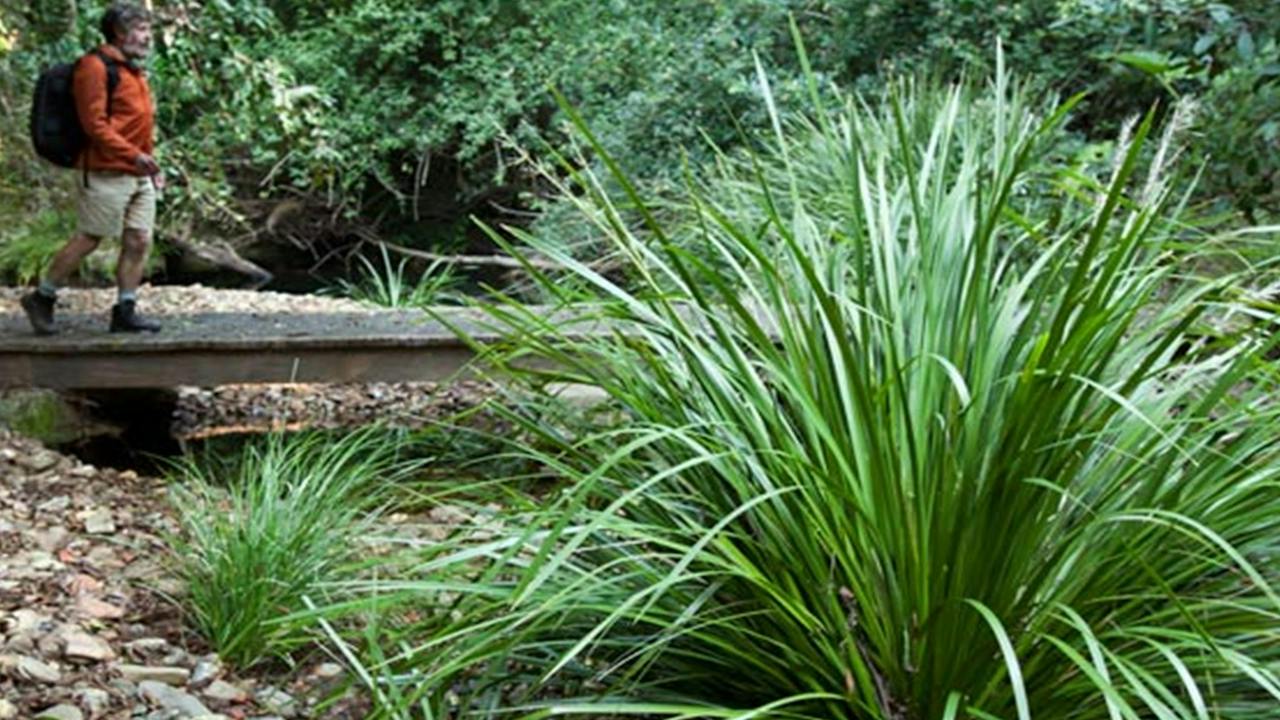 Ngambaa Nature Reserve