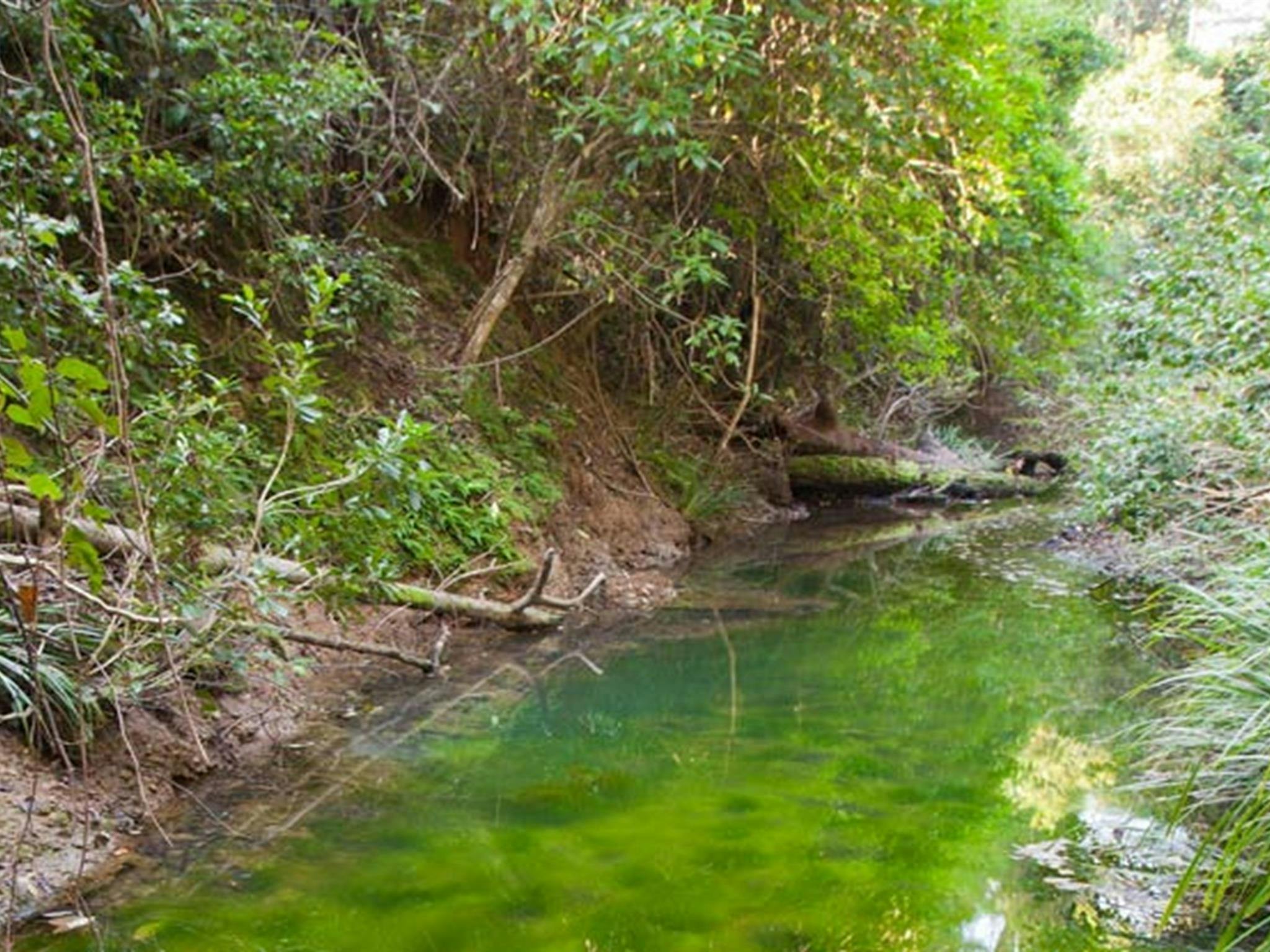 Stockyard Creek und umliegender Wald, Naturschutzgebiet Ngambaa. Foto: Robert Cleary © DPIE