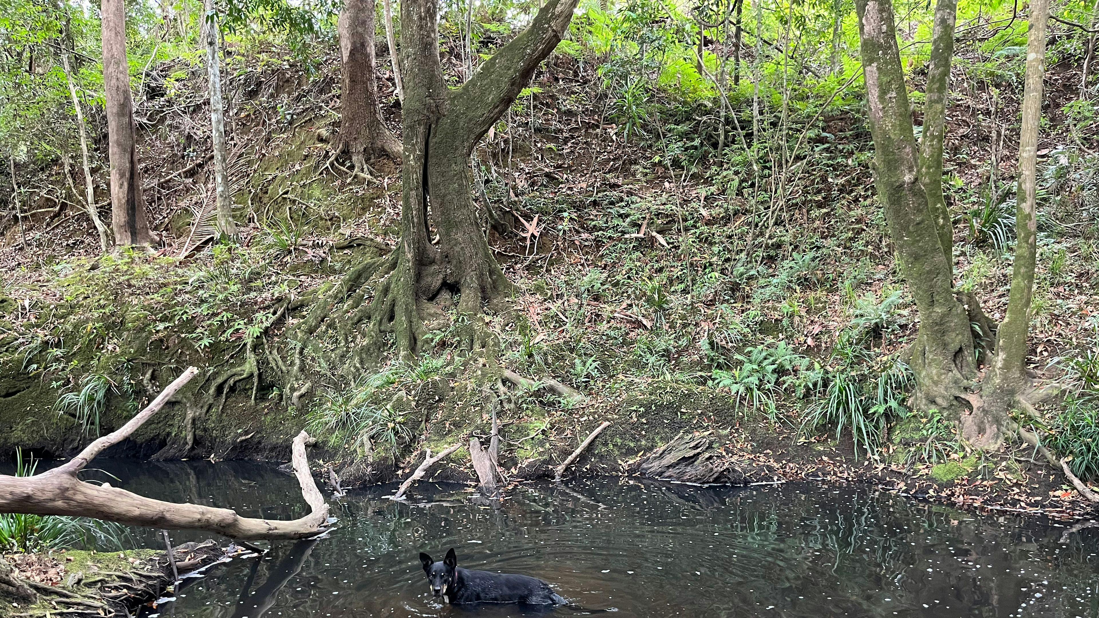 Nguni Campsite Sunshine Coast