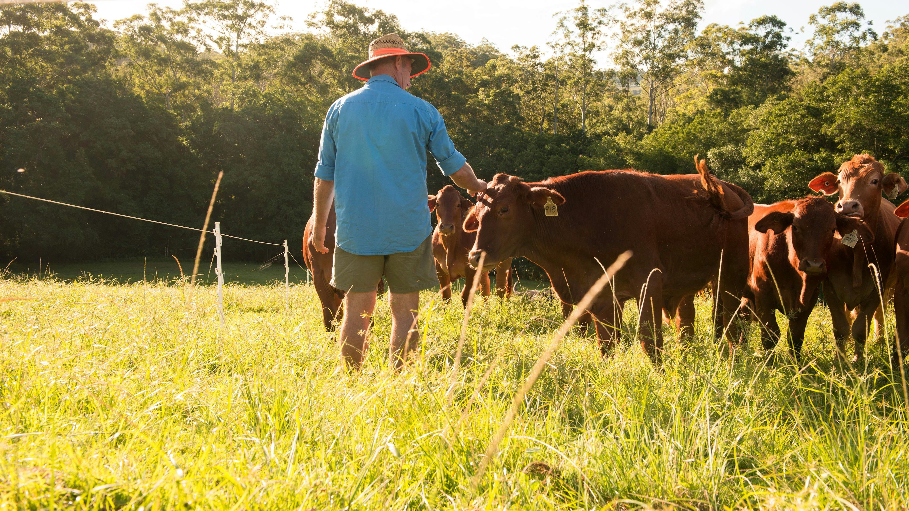 Nguni Campsite Sunshine Coast