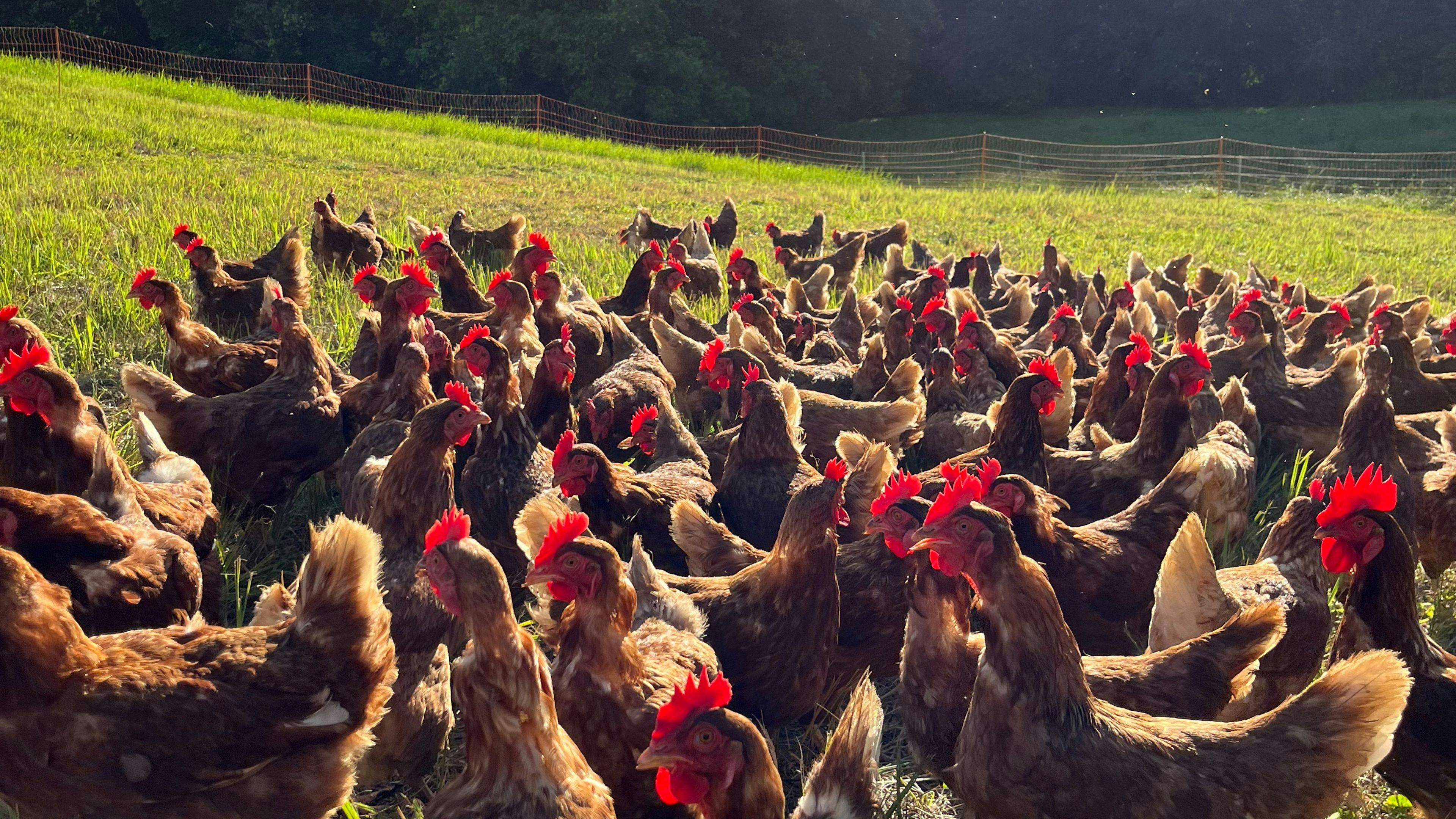 Nguni Campsite Sunshine Coast