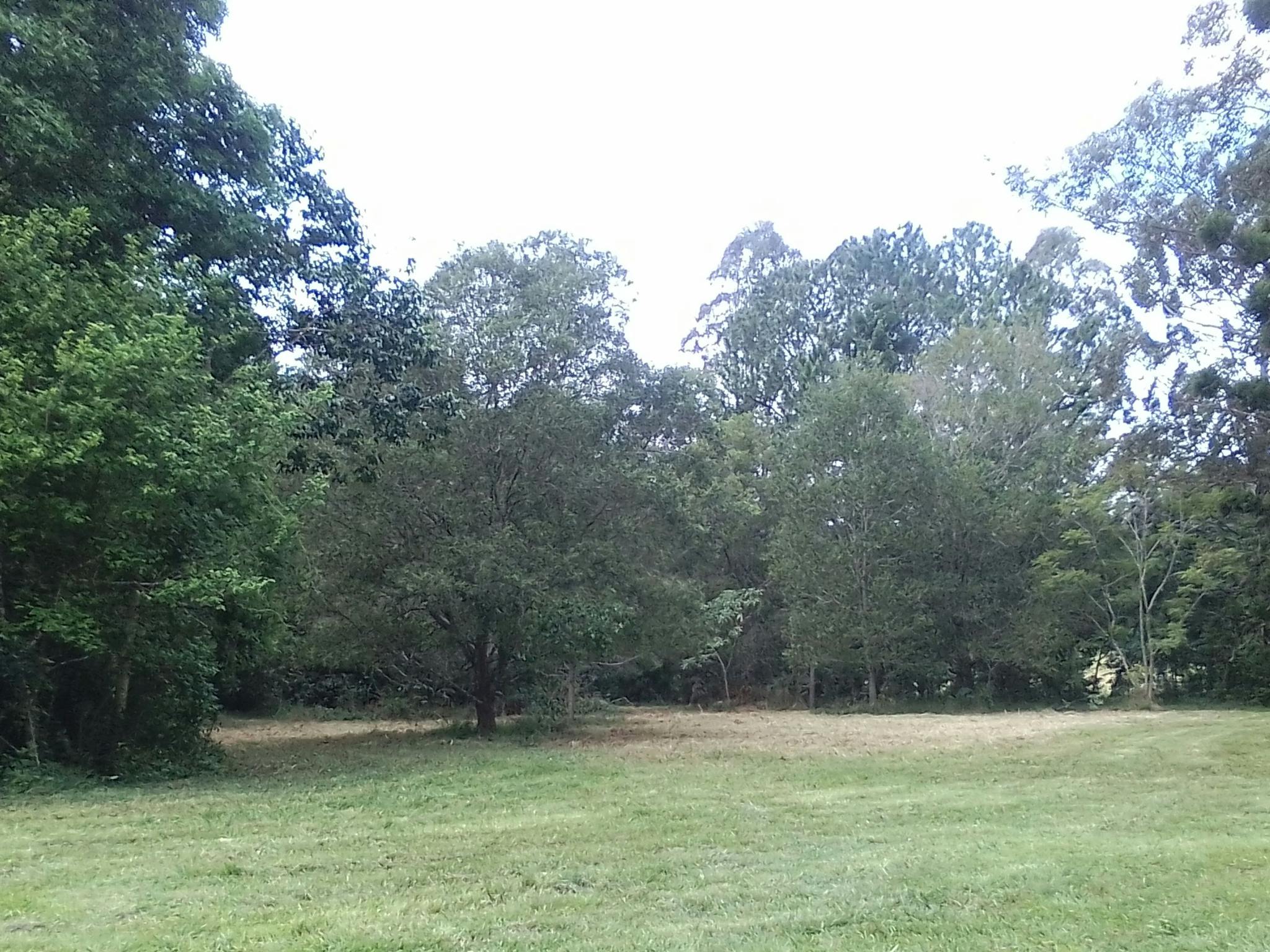 Swampwood