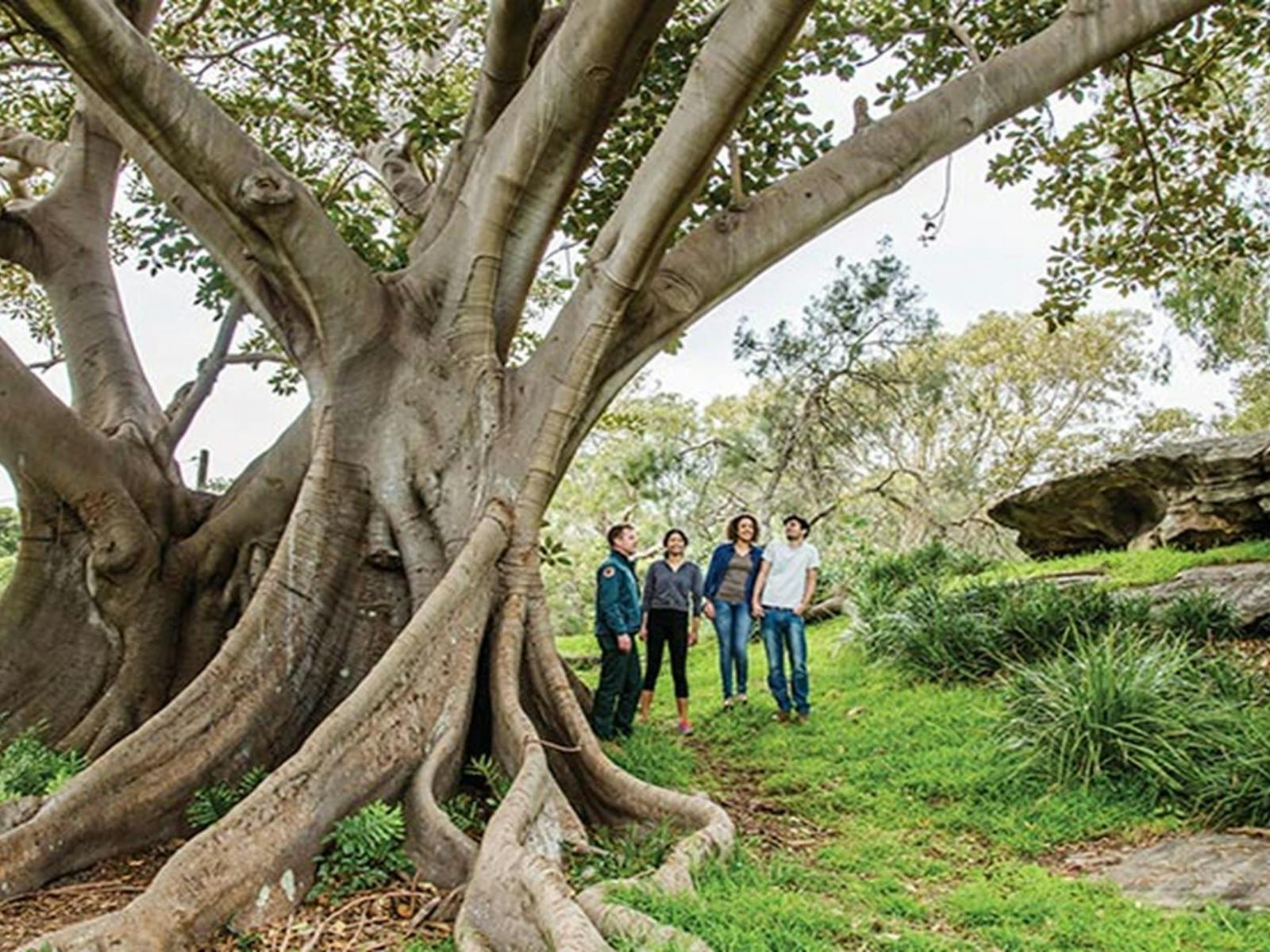 Visitors admiring a towering Moreton Bay fig tree in Nielsen Park. Photo: Simone Cottrell/DPIE