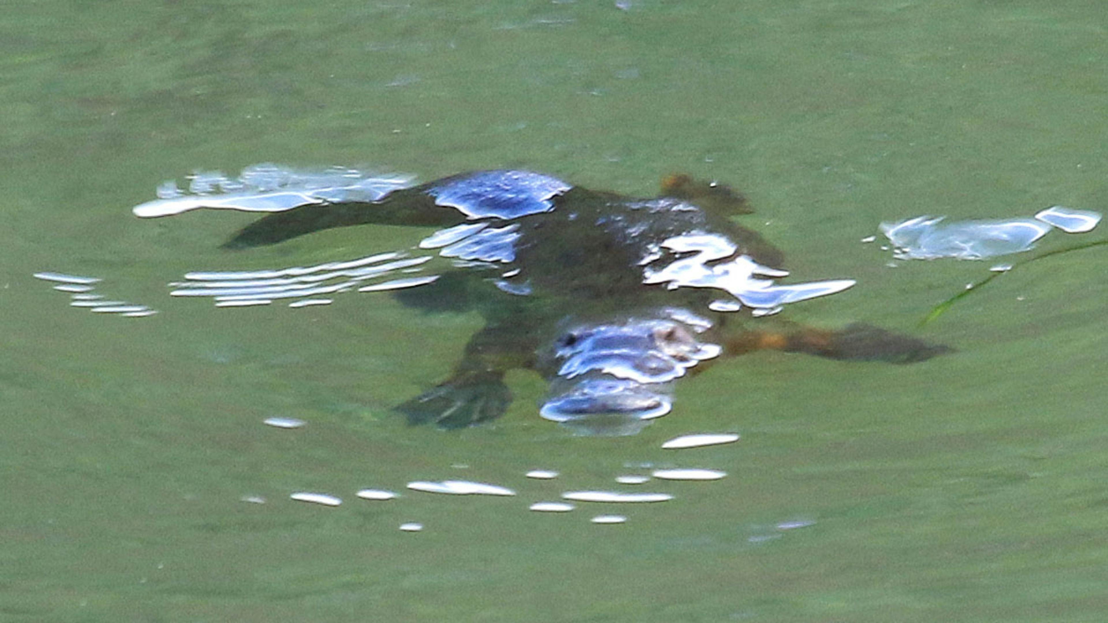 Nimbin Rocks Camping