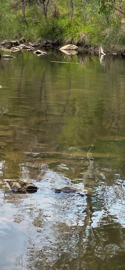 Ningee Gold Panning, Detecting