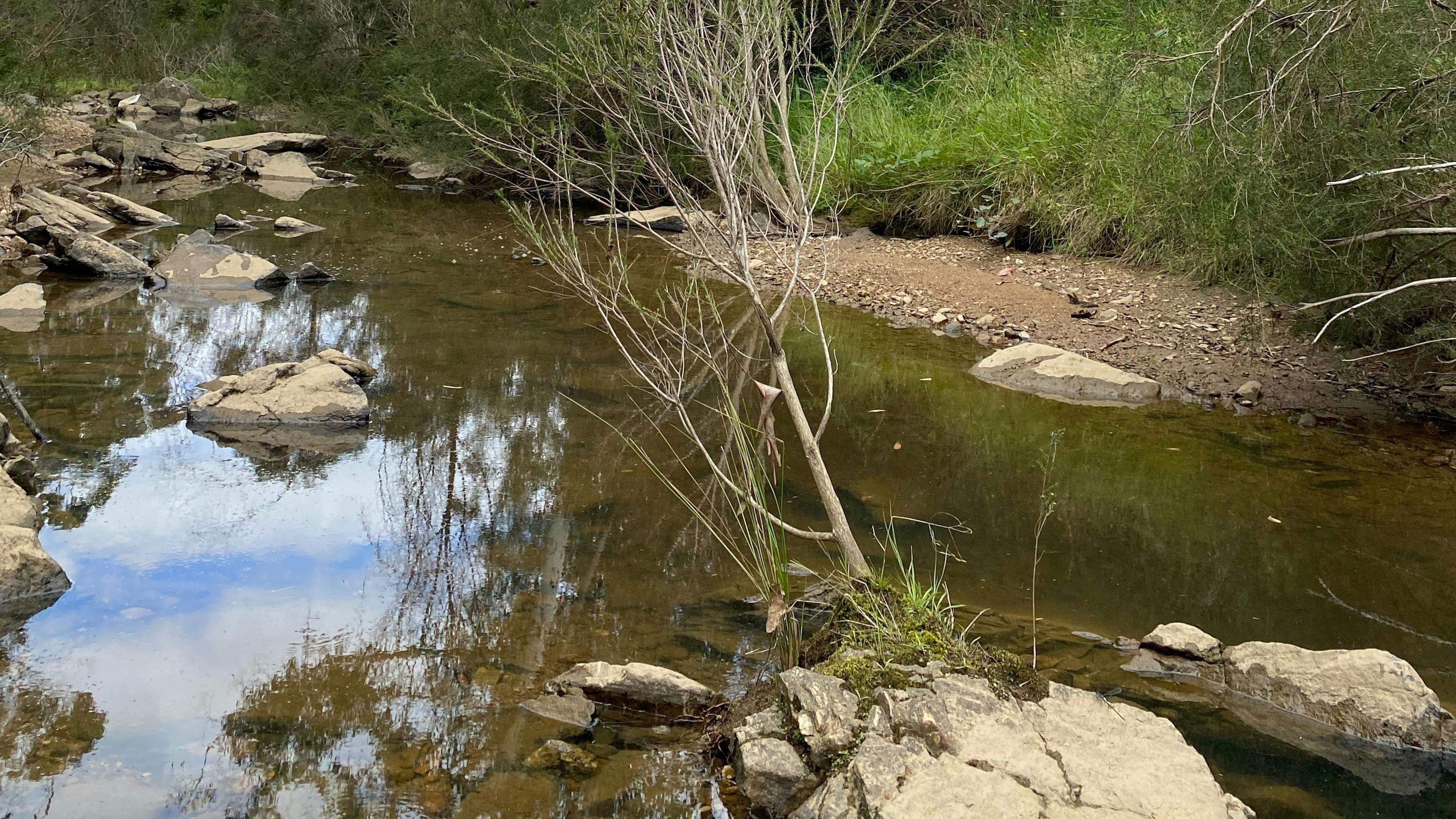 Ningee Nimbell creek Nature Camp