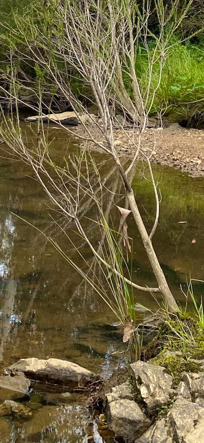 Ningee Nimbell creek Nature Camp