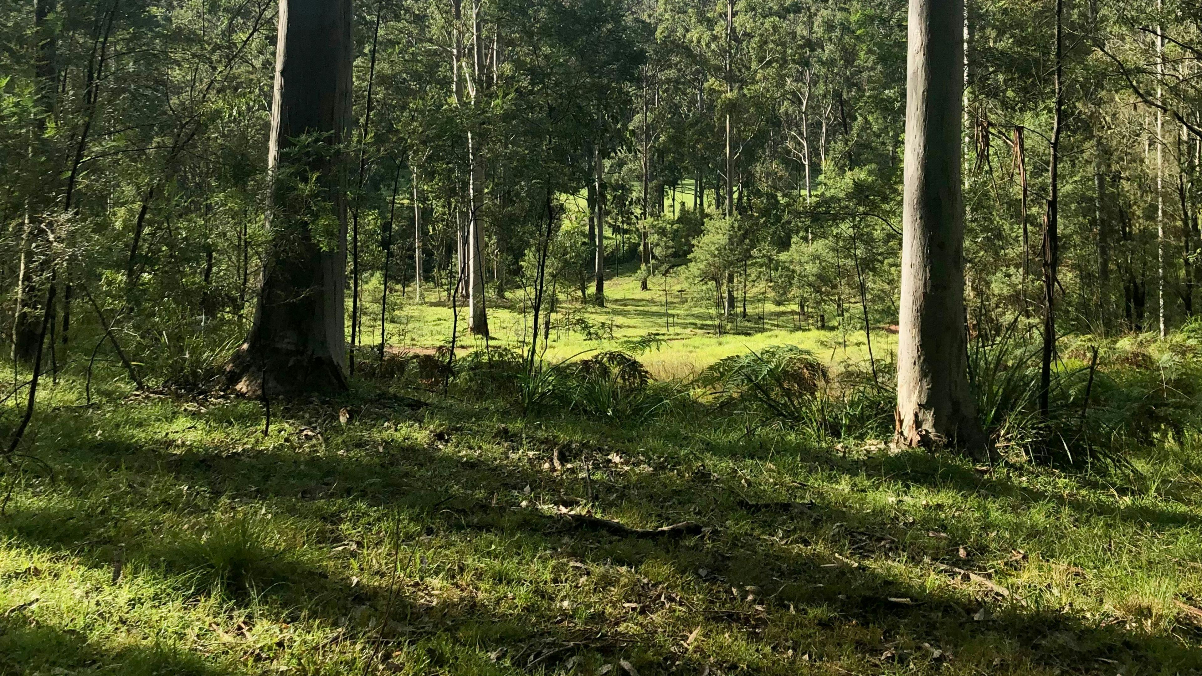 タングルウッド・ブッシュ・キャンプ - パティ・バレー