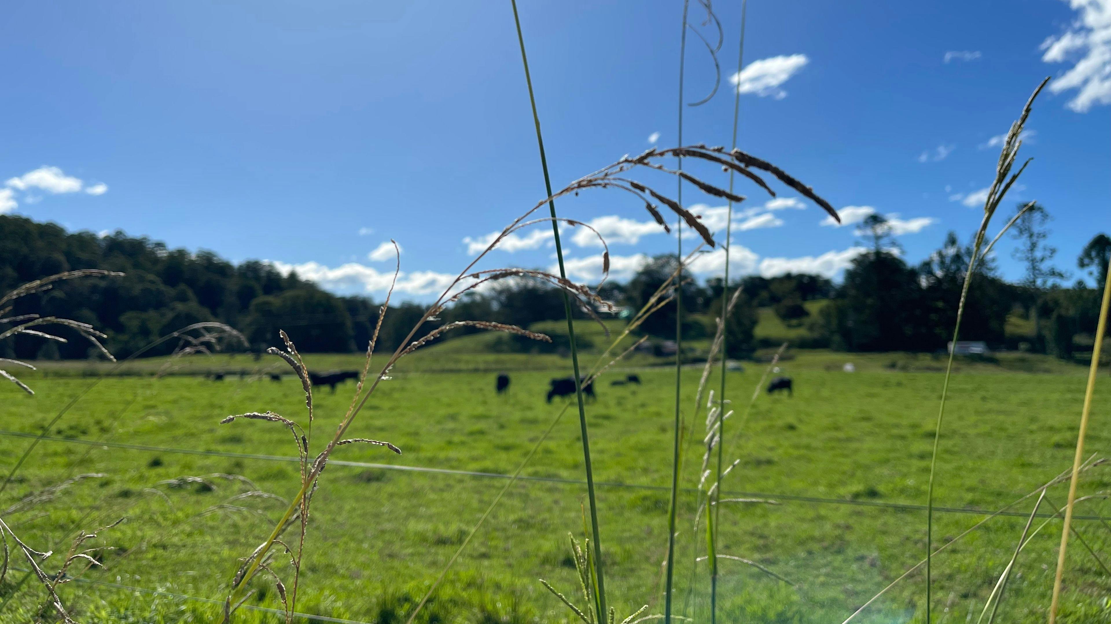 Bunya farm