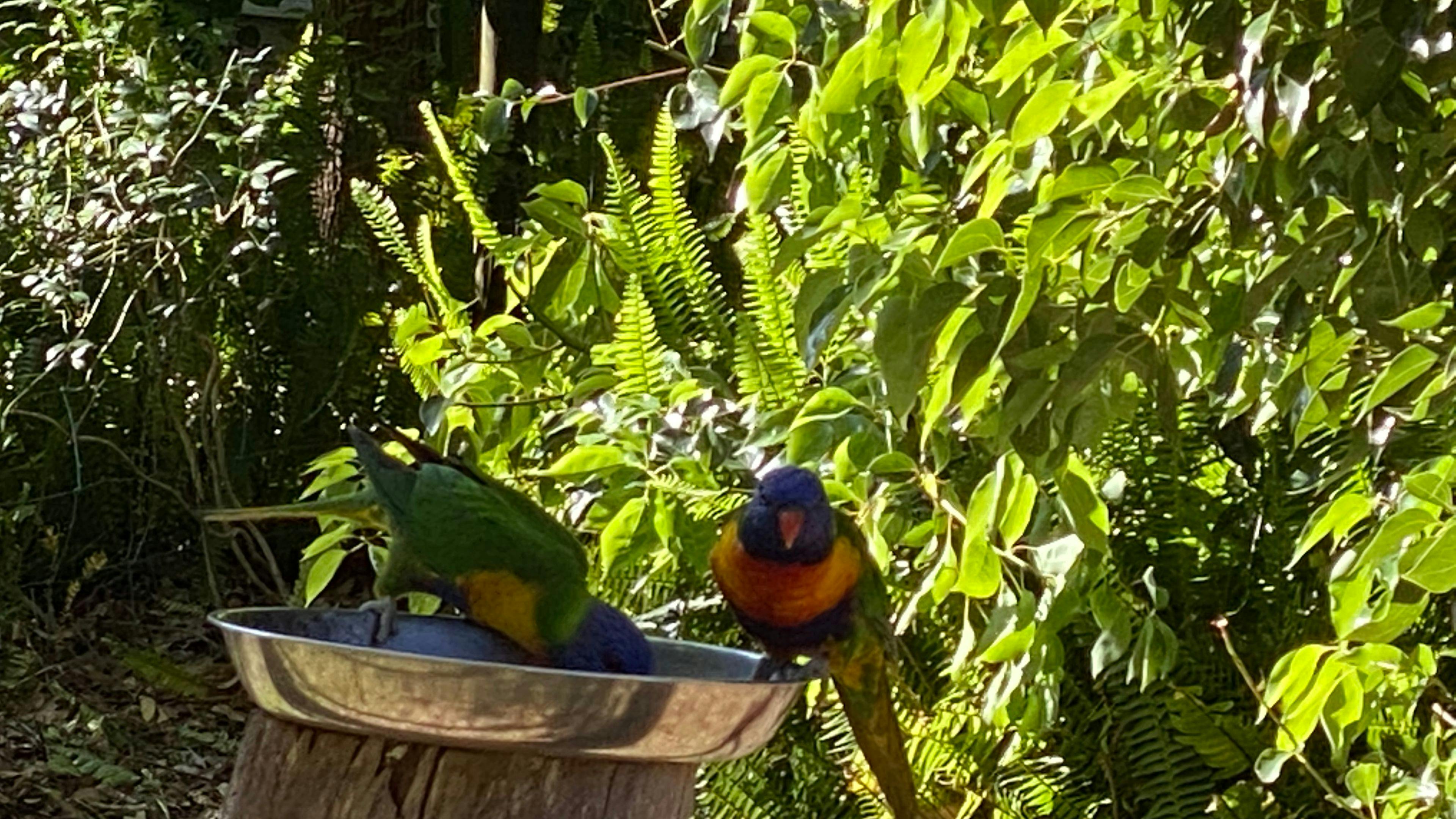 Our rainbow lorikeets at one of our feeding stations doing their love dance. 