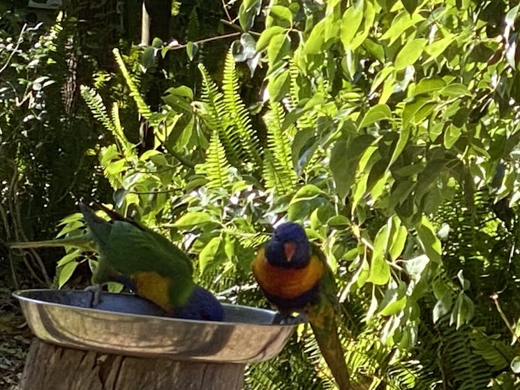 Our rainbow lorikeets at one of our feeding stations doing their love dance. 