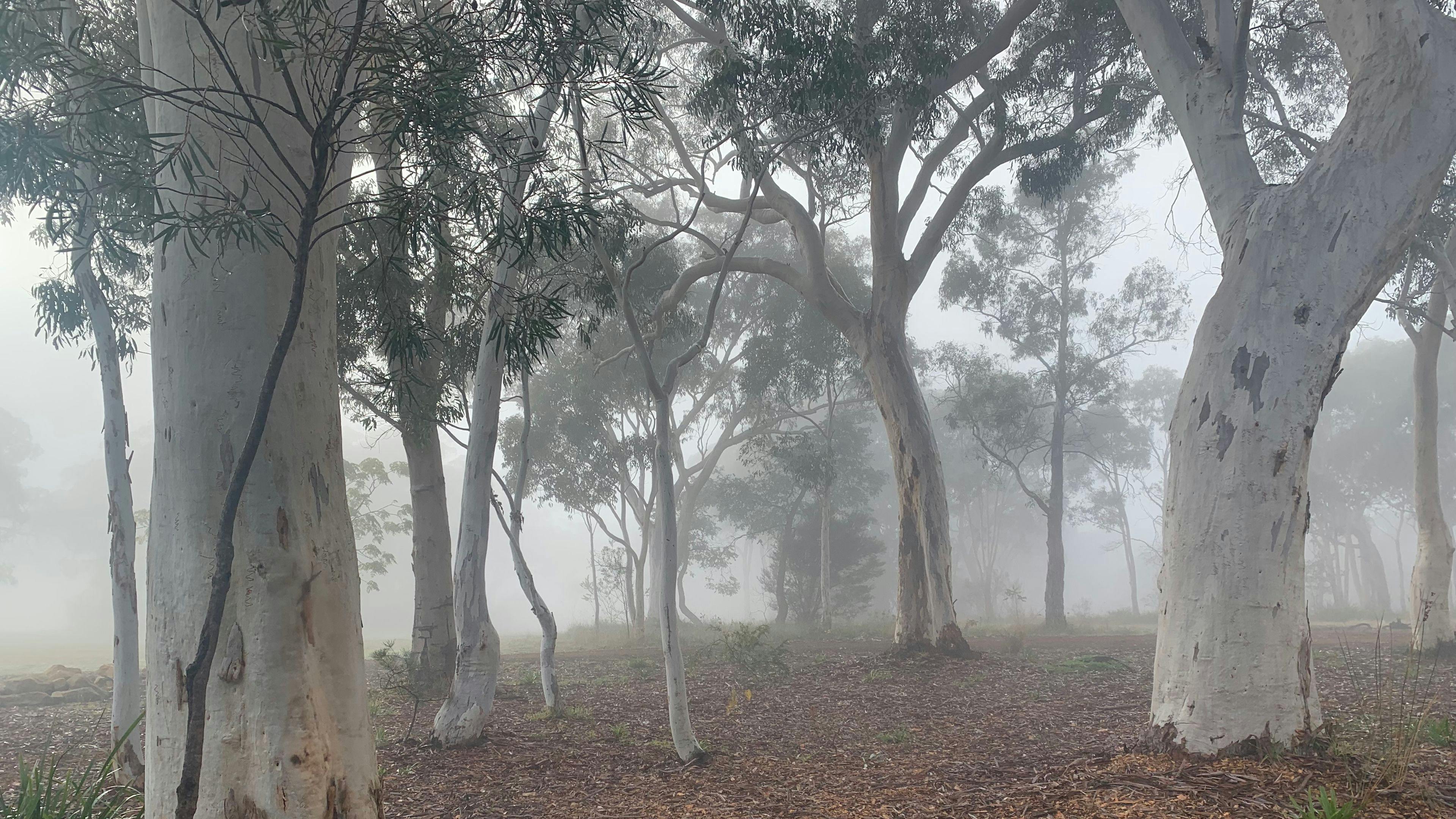 Misty morning in the ghost gums