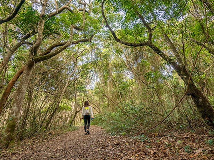 A woman walking along North Head walking track beneath a canopy of trees in Brunswick Heads Nature