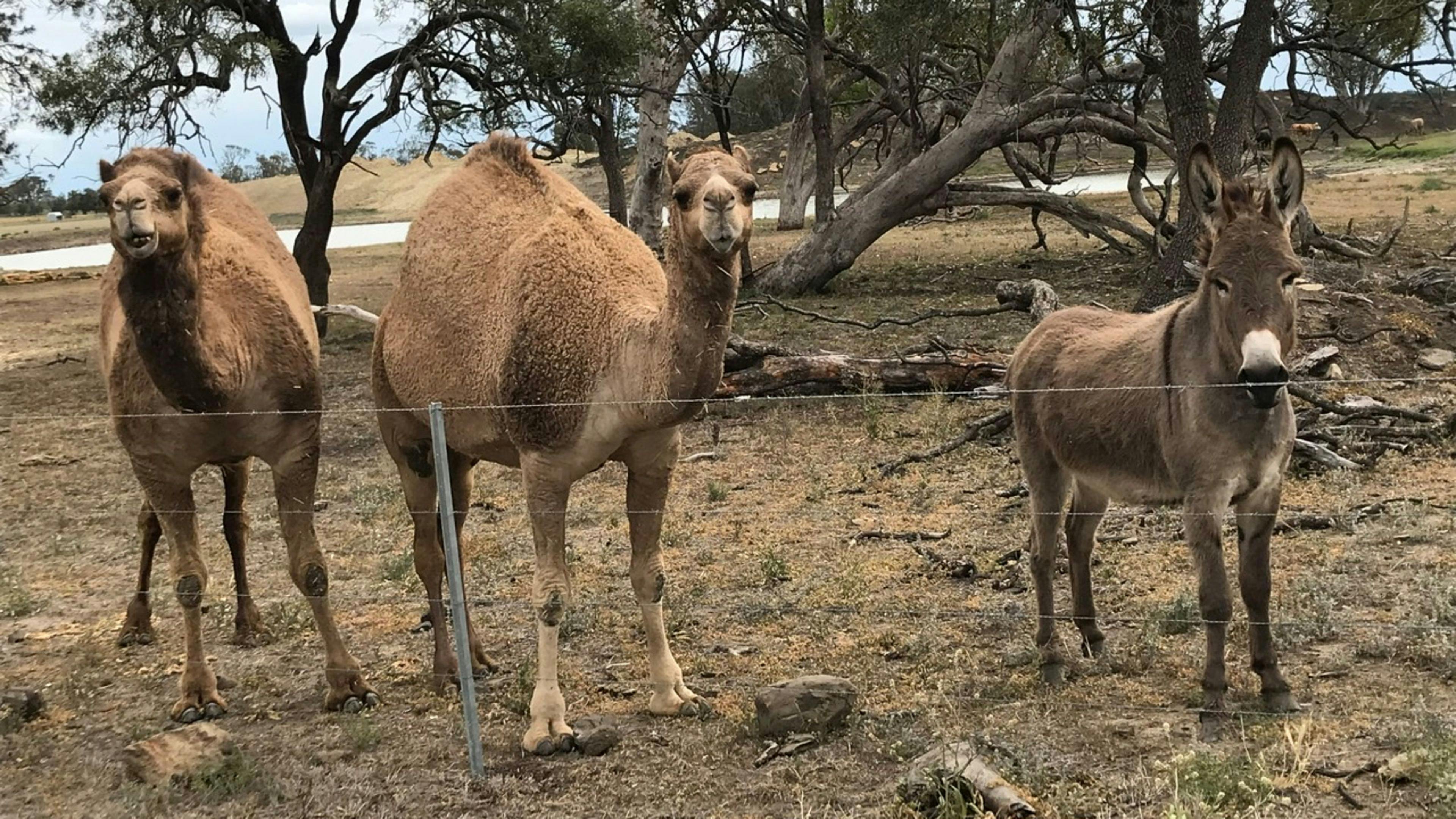 The Locals