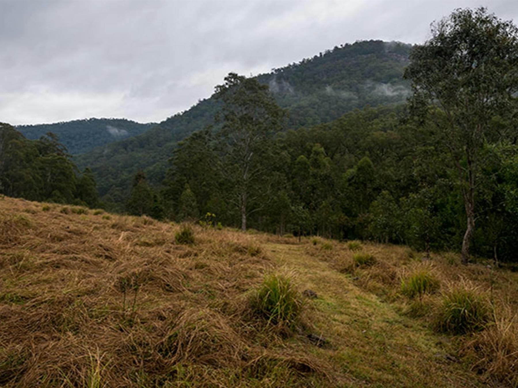 Escarpment terrain, Nowendoc National Park. Photo: John Spencer © DPIE