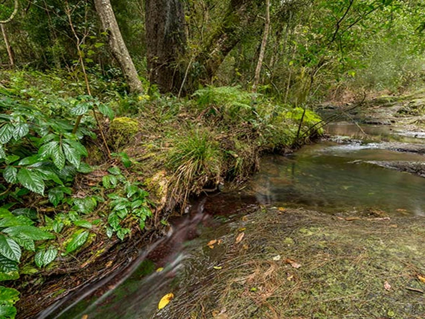 Creek, Nowendoc National Park. Photo: John Spencer © DPIE