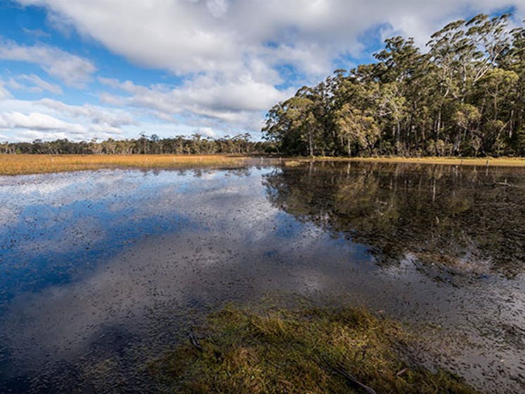 Nunnock Swamp surrounded by forest. Photo: John Spencer/OEH
