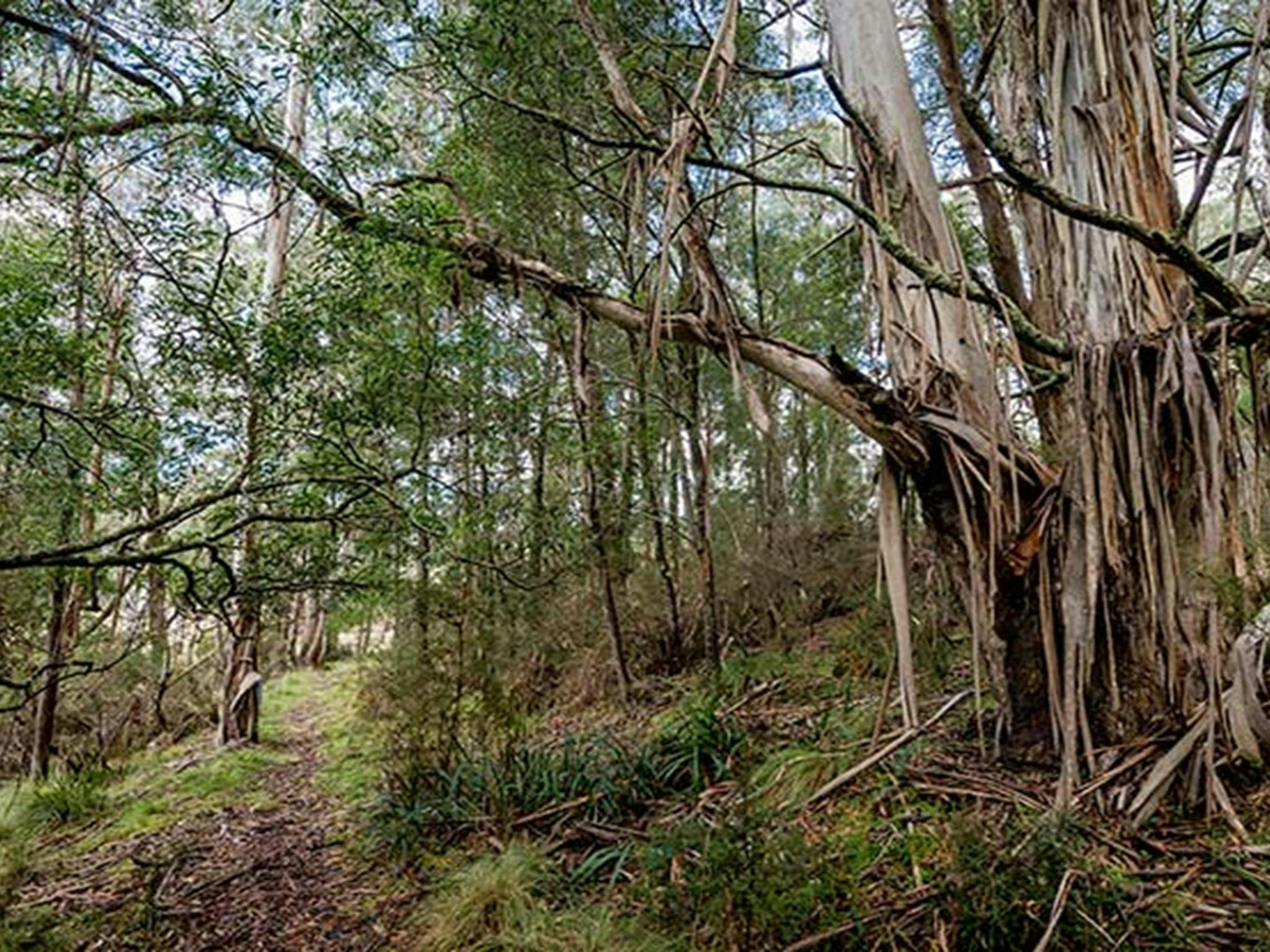 Ein Wanderweg schlängelt sich an einem riesigen Baum vorbei und durch ein lichtes Waldstück. Foto: John Spencer/OEH
