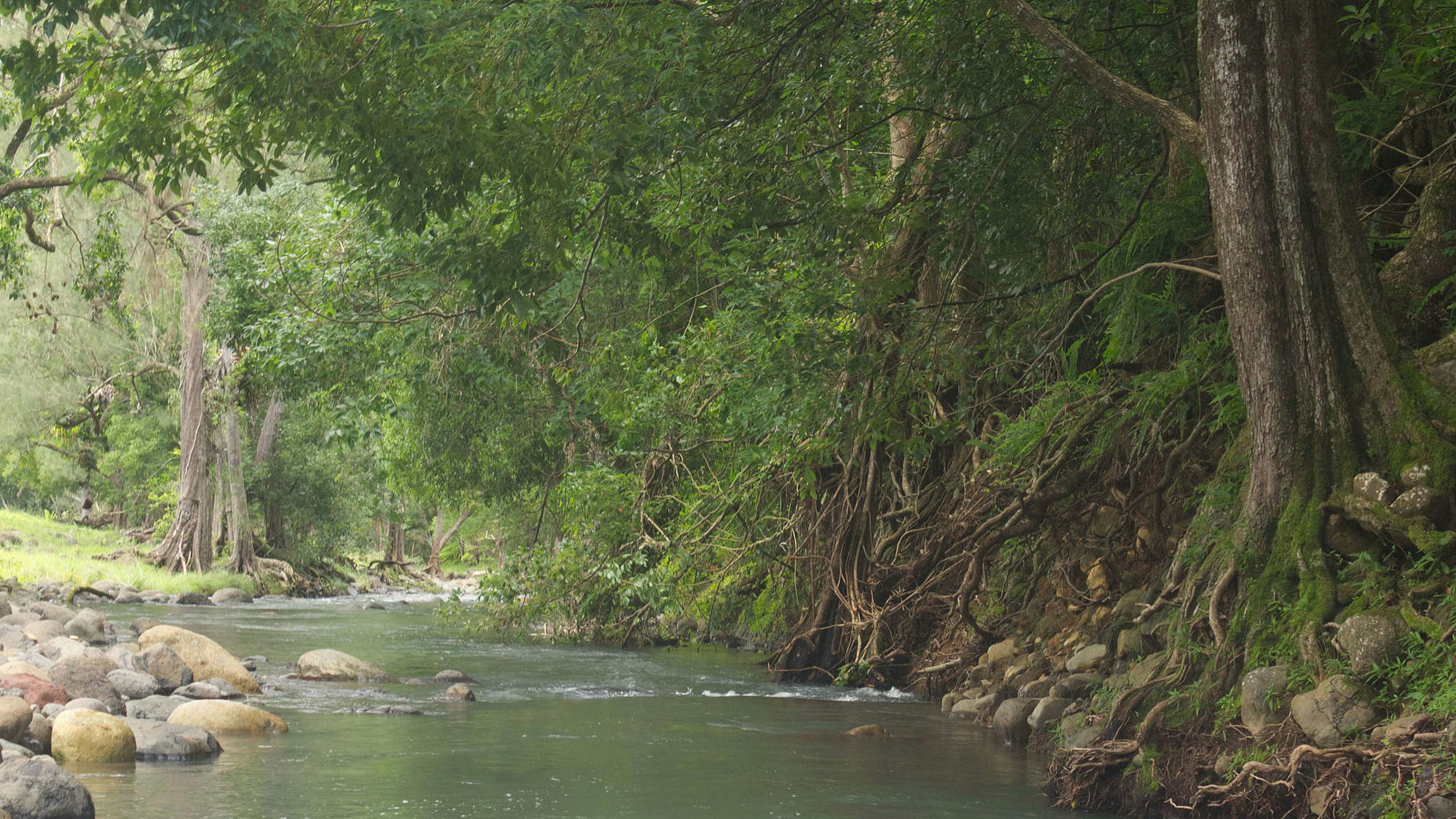 화이트 왈라비 농장