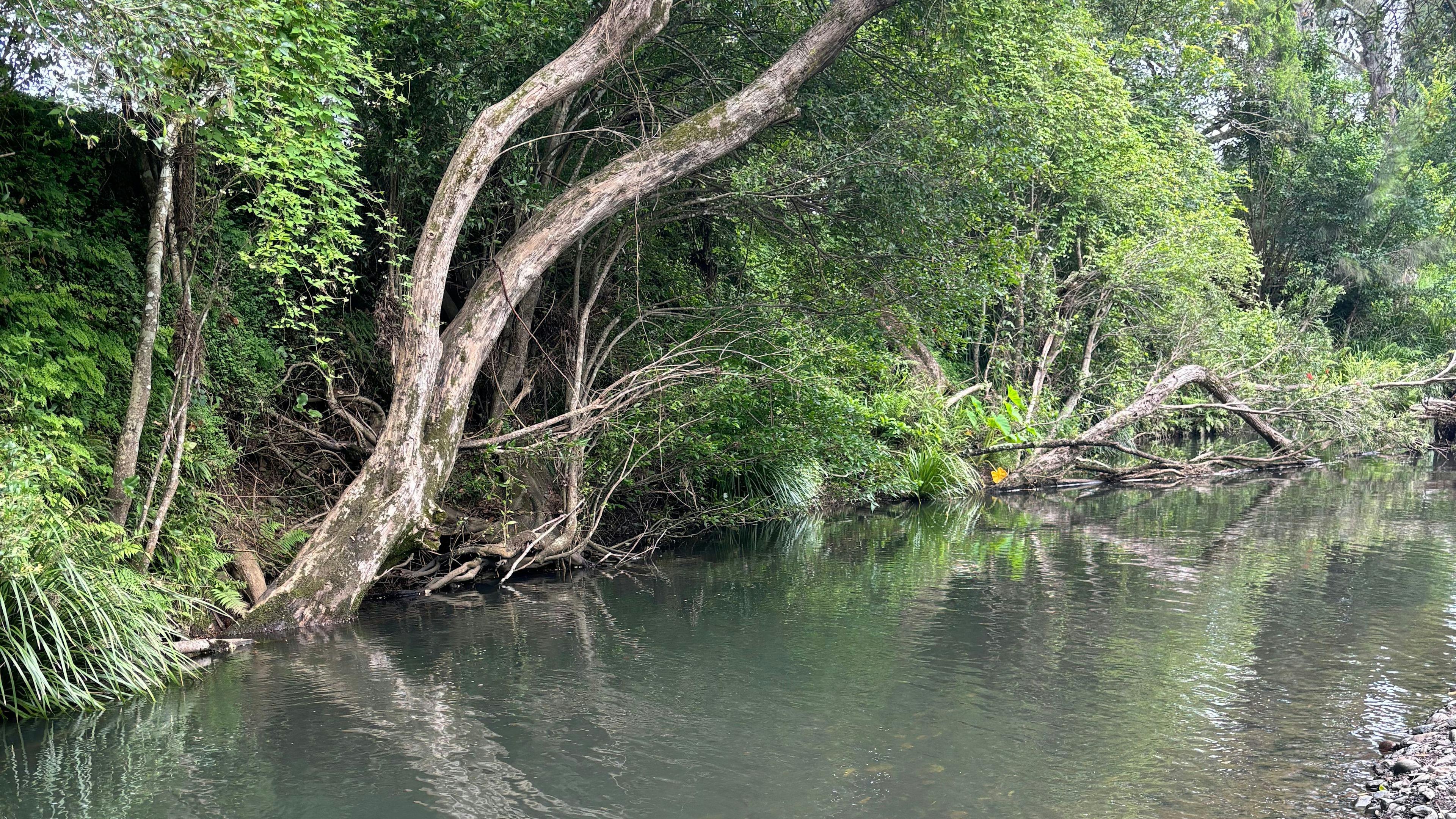 Border Ranges Pastoral