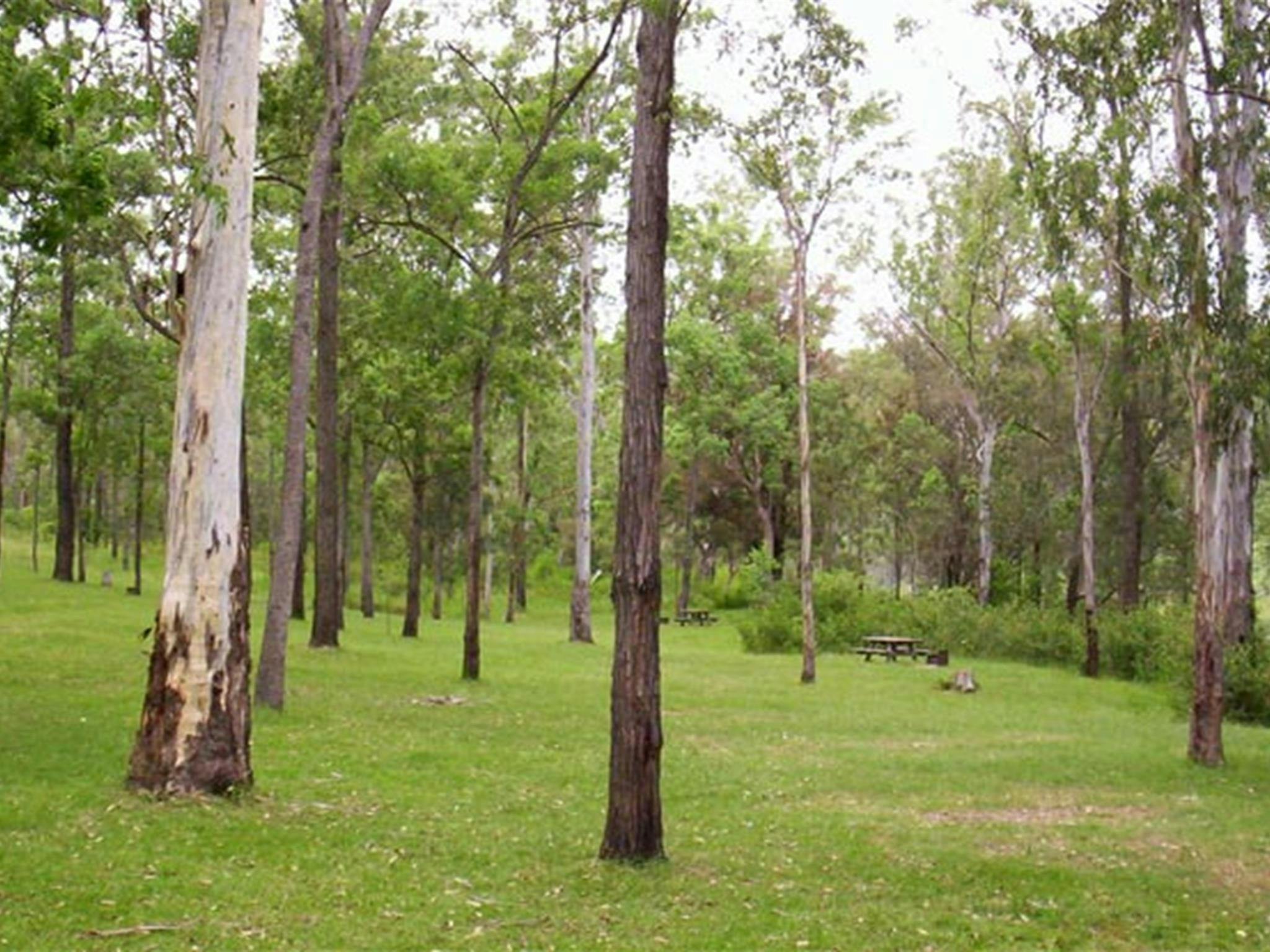 Campingplatz am Nymboida River, Nymboida-Nationalpark. Foto: D. Redman/Regierung von New South Wales