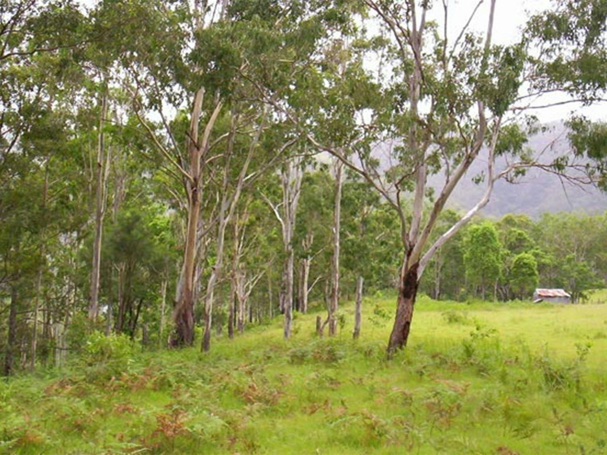Nymboida River campground, Nymboida National Park. Photo: D Redman/NSW Government